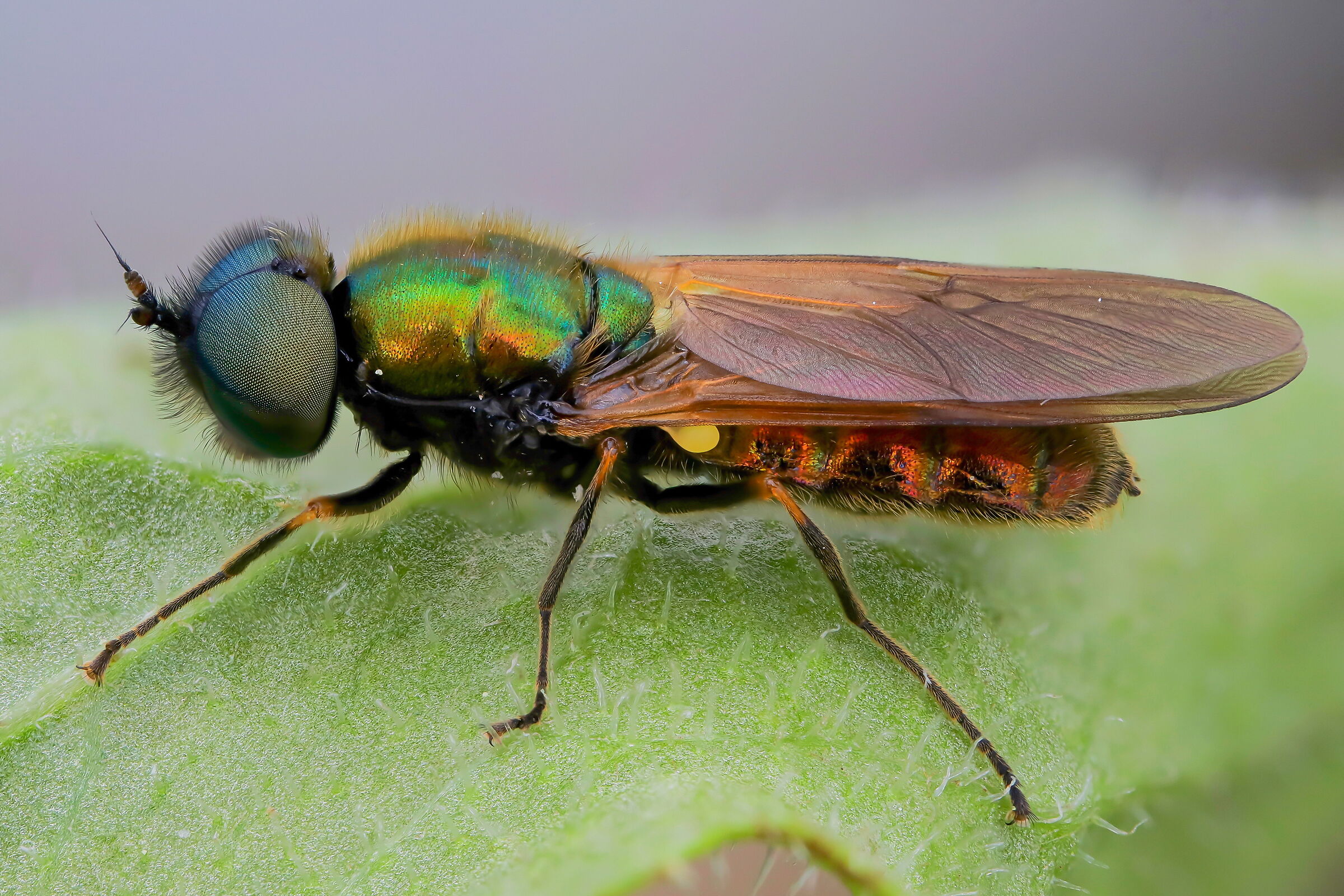 Chloromyia formosa