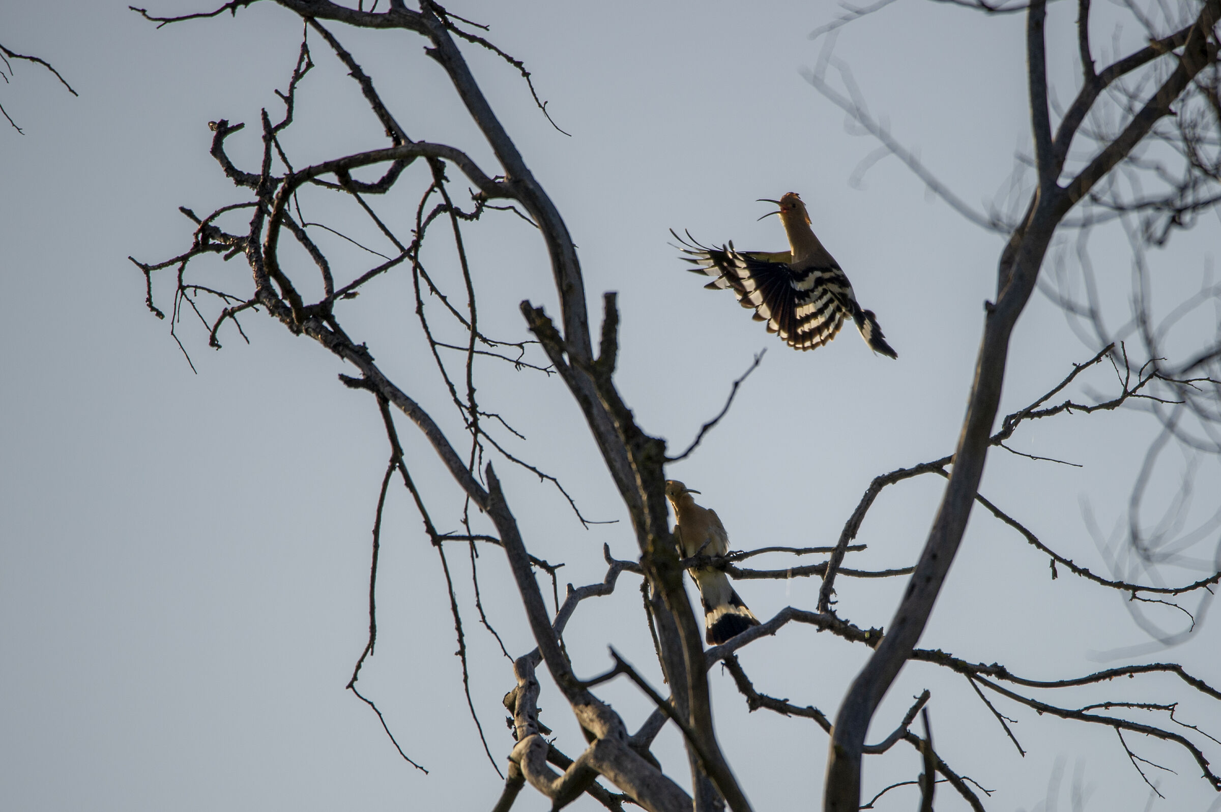 Hoopoe
