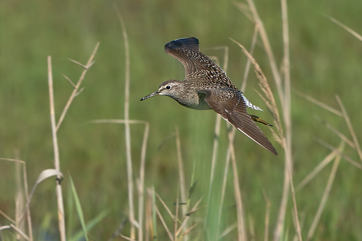 Piro Piro boschereccio