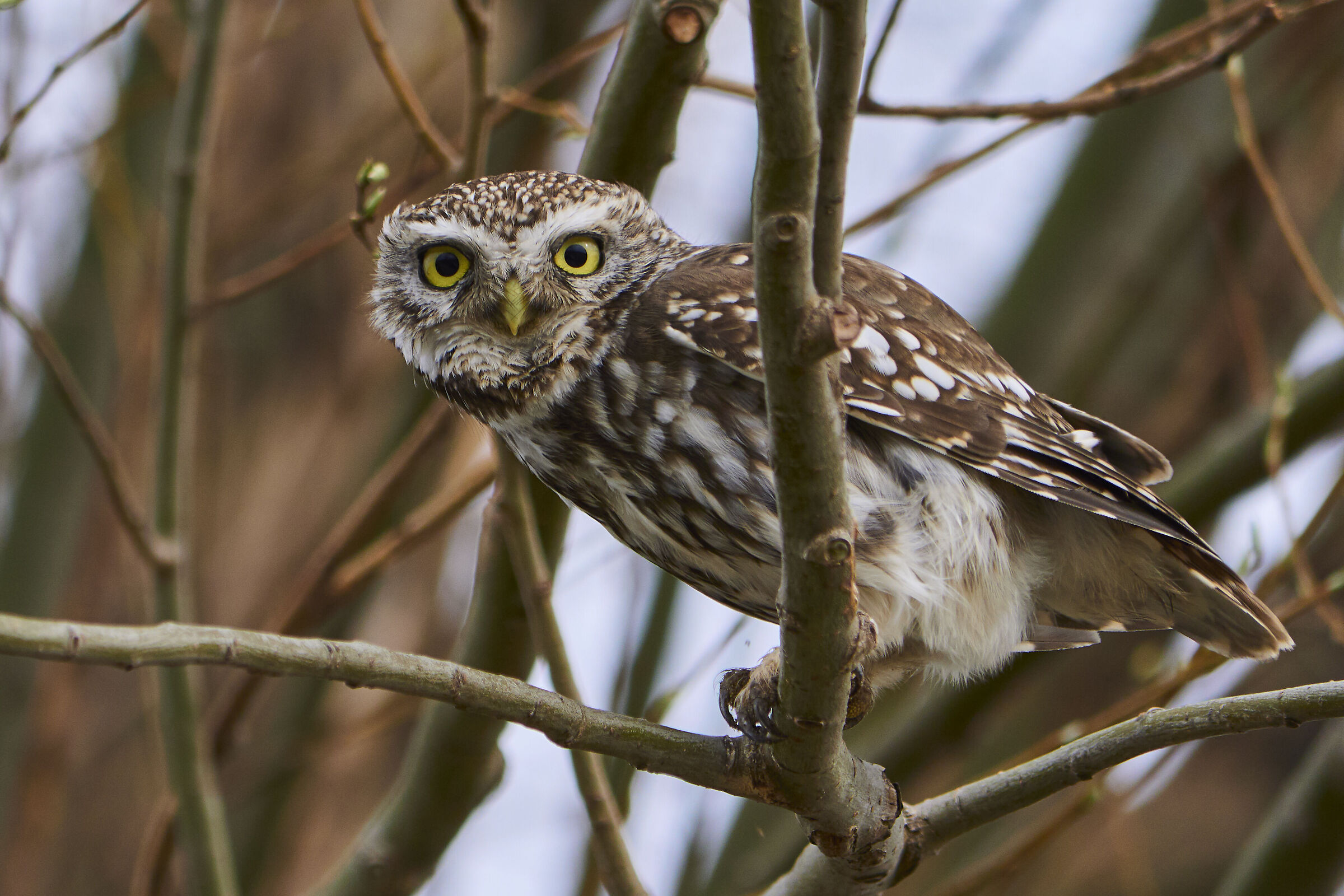 Little Owl  ( Athene noctua )