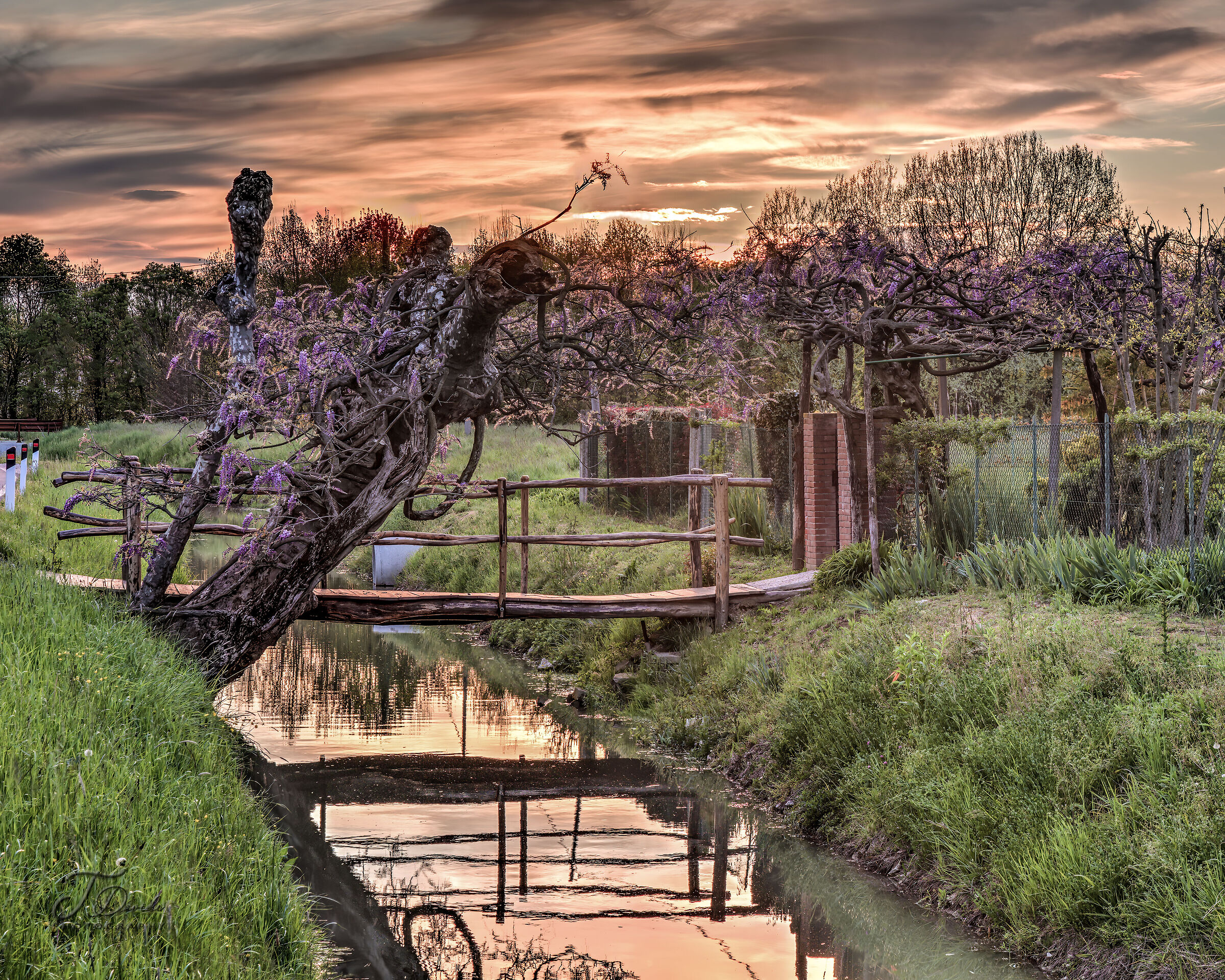 Wisteria and plane trees on old bridge