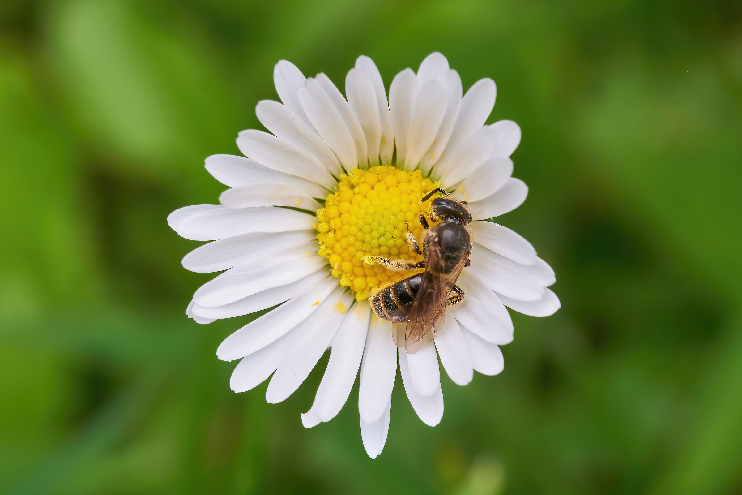 first pollen