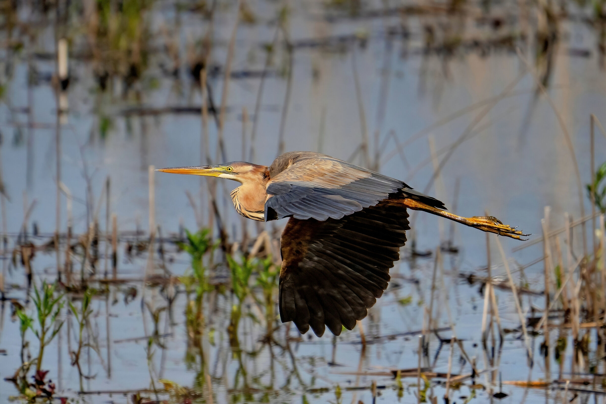Purple Heron (Ardea purpurea)