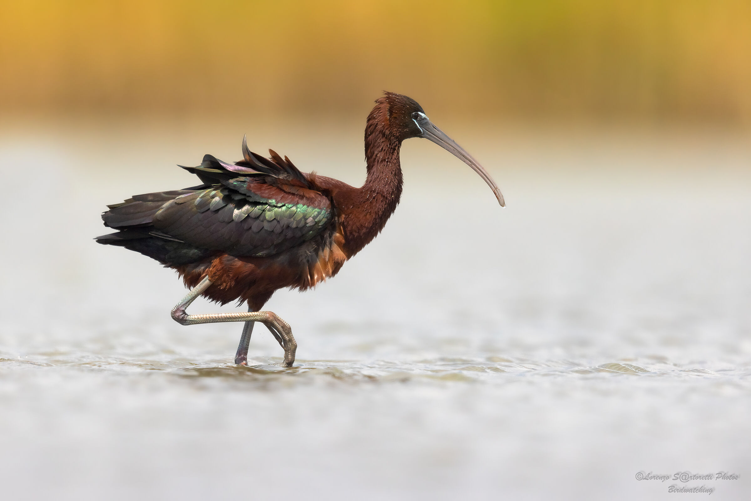 Glossy ibis