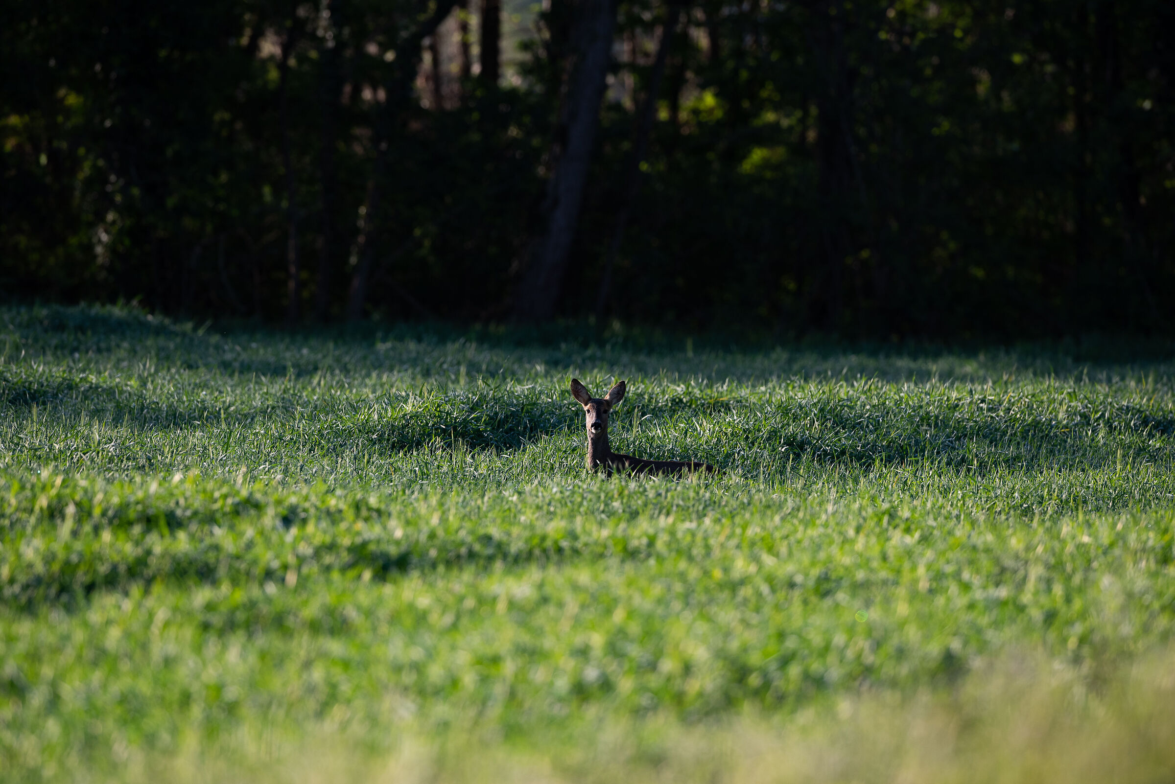 Lie in the morning dew