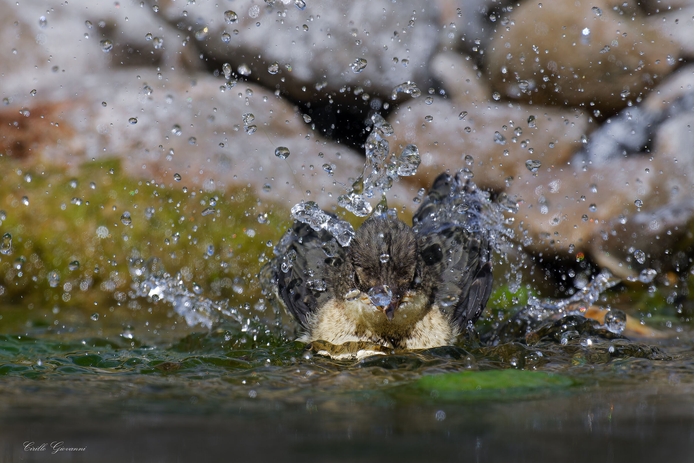 WHITE-THROATED DIPPER