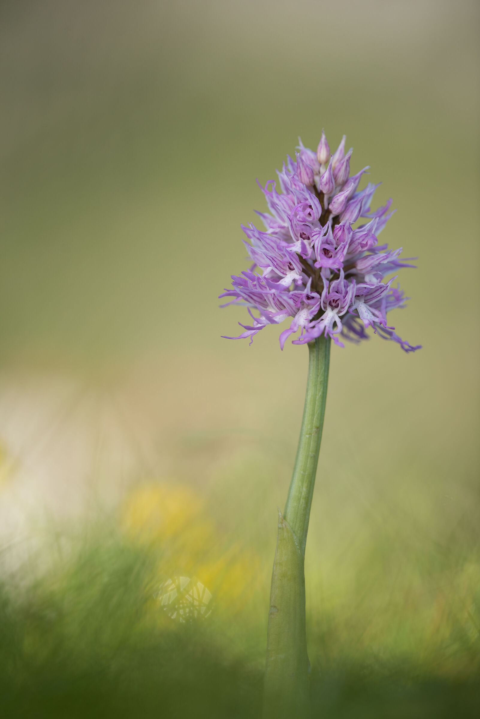 Orchis italica