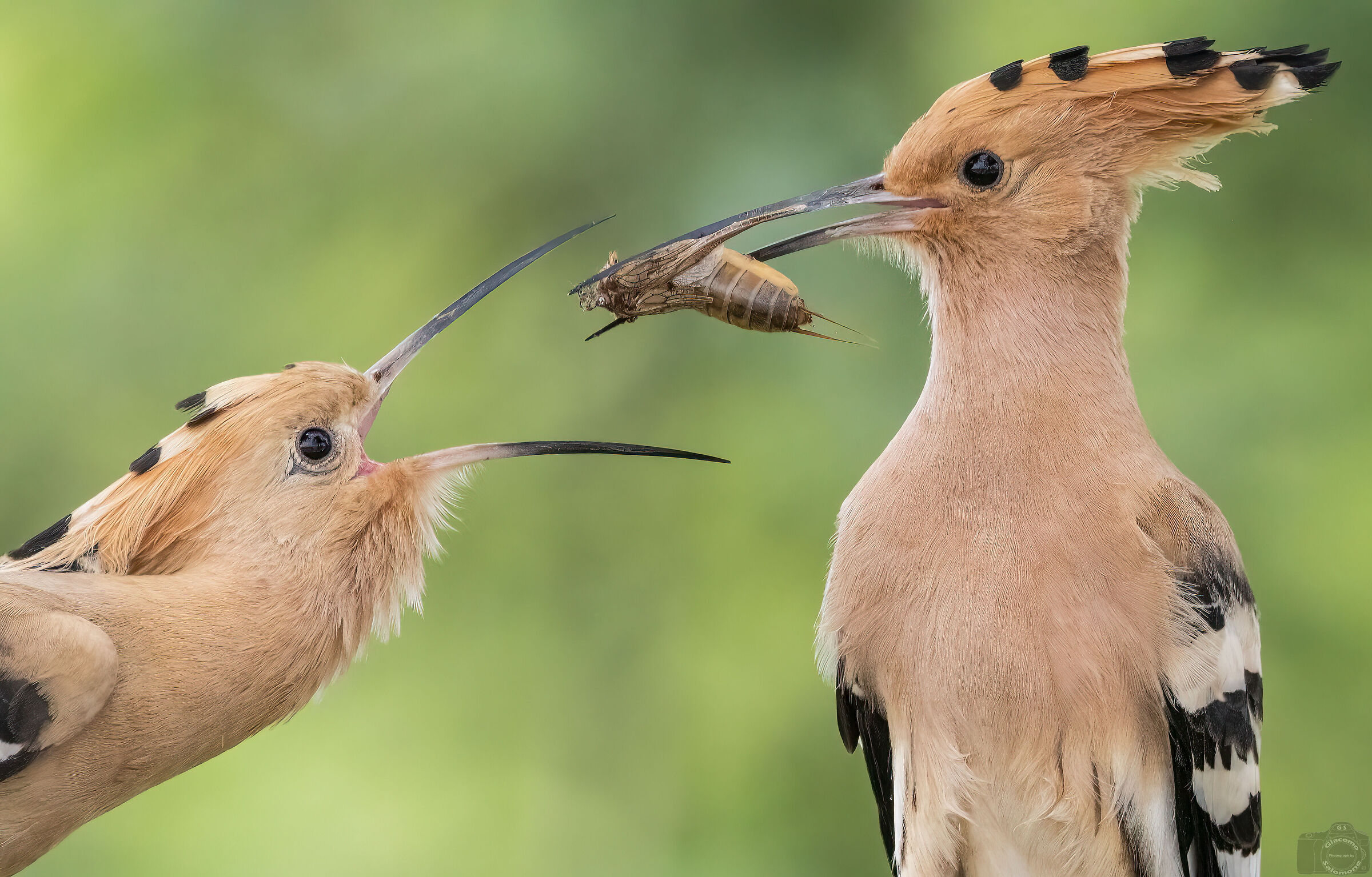 Hoopoe.. the "gift".