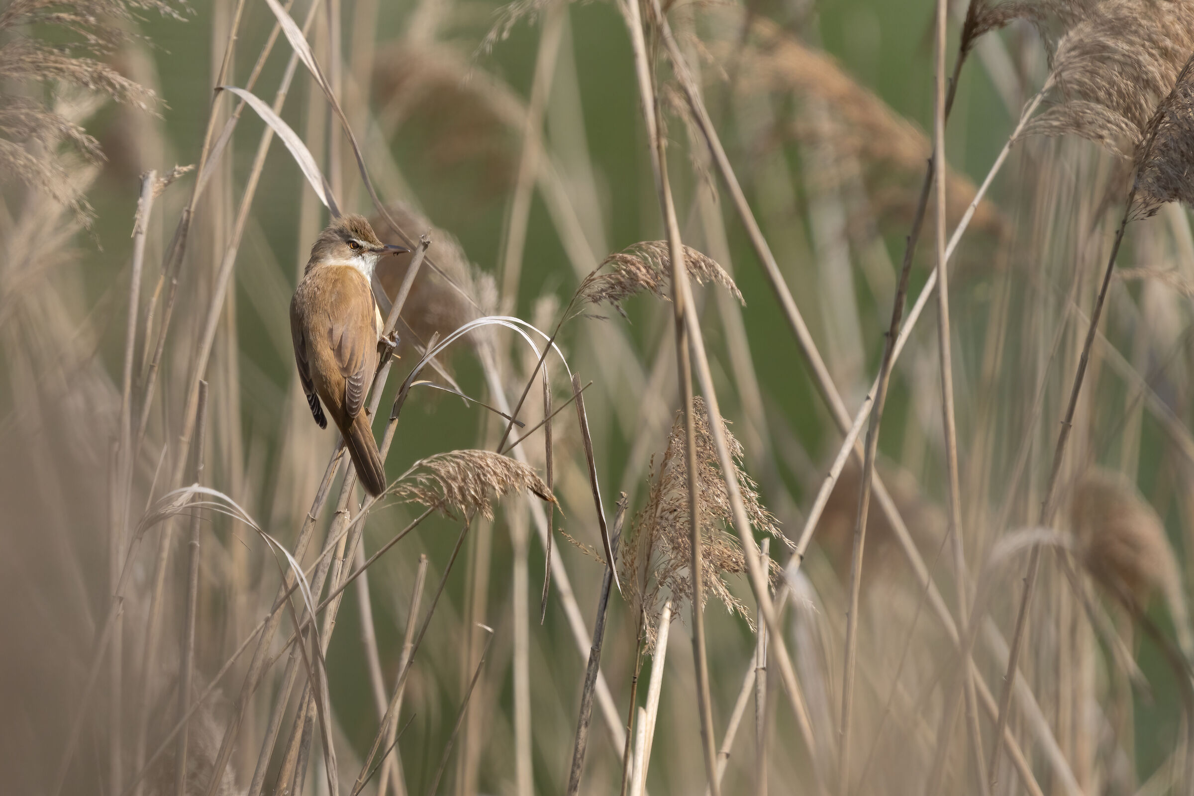 Cannaiola spensierata (Argenta)