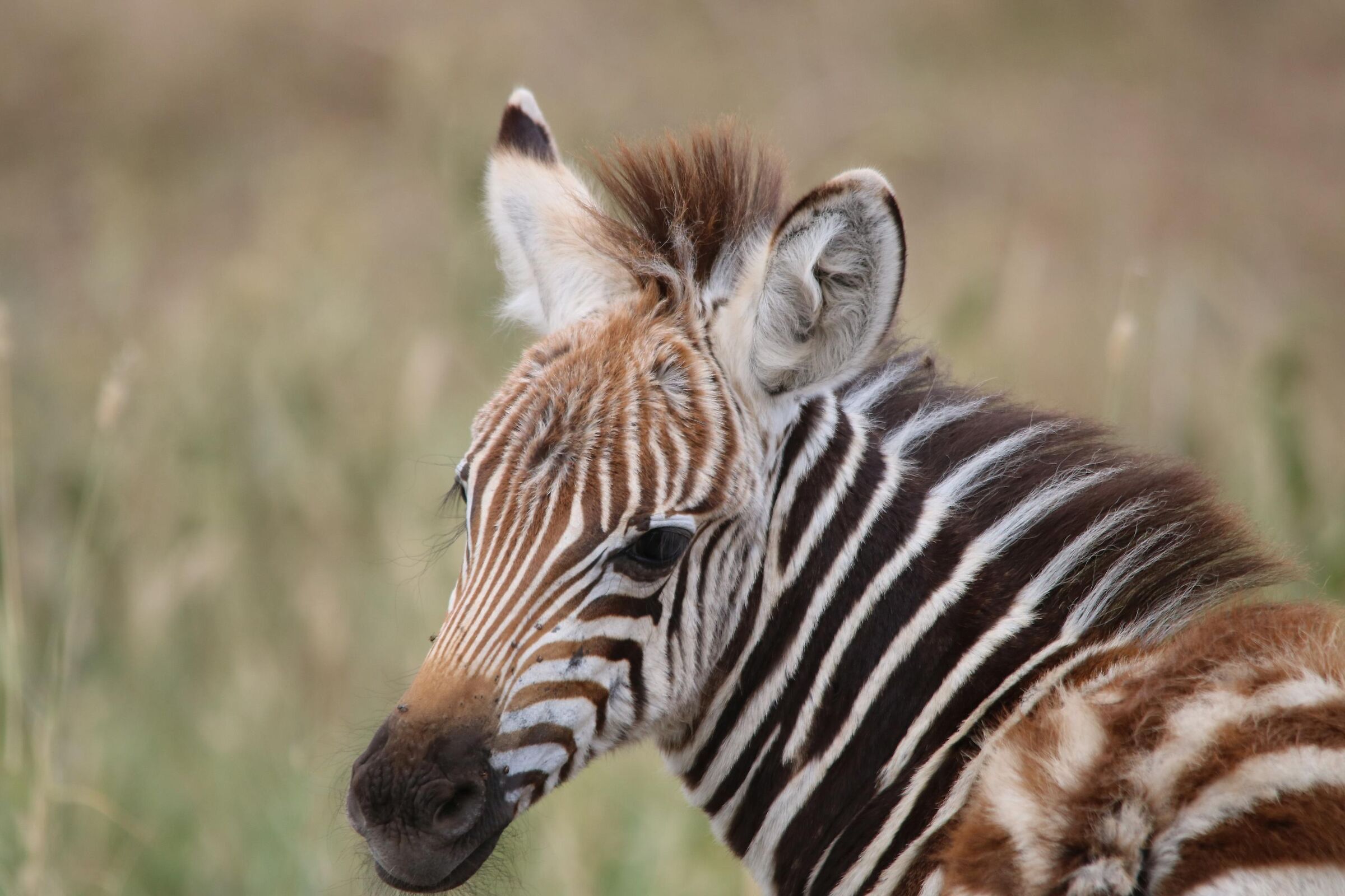 Baby zebra
