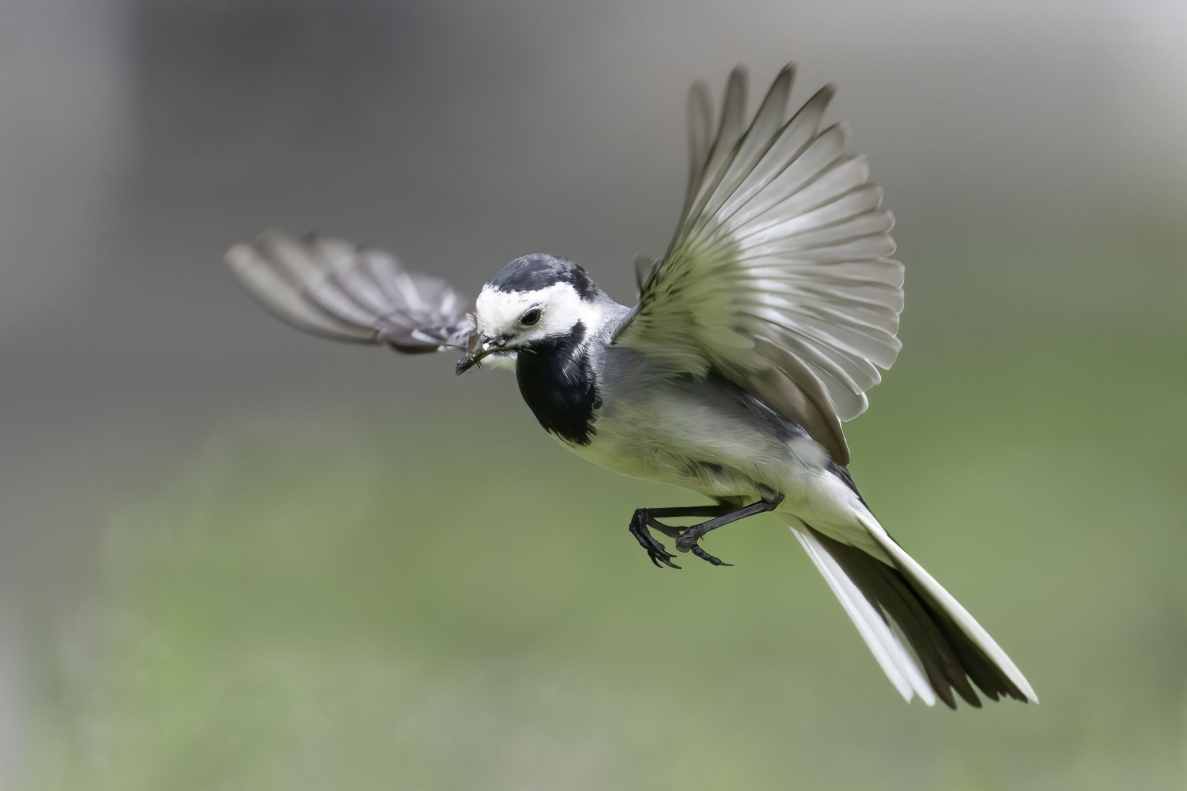 white wagtail