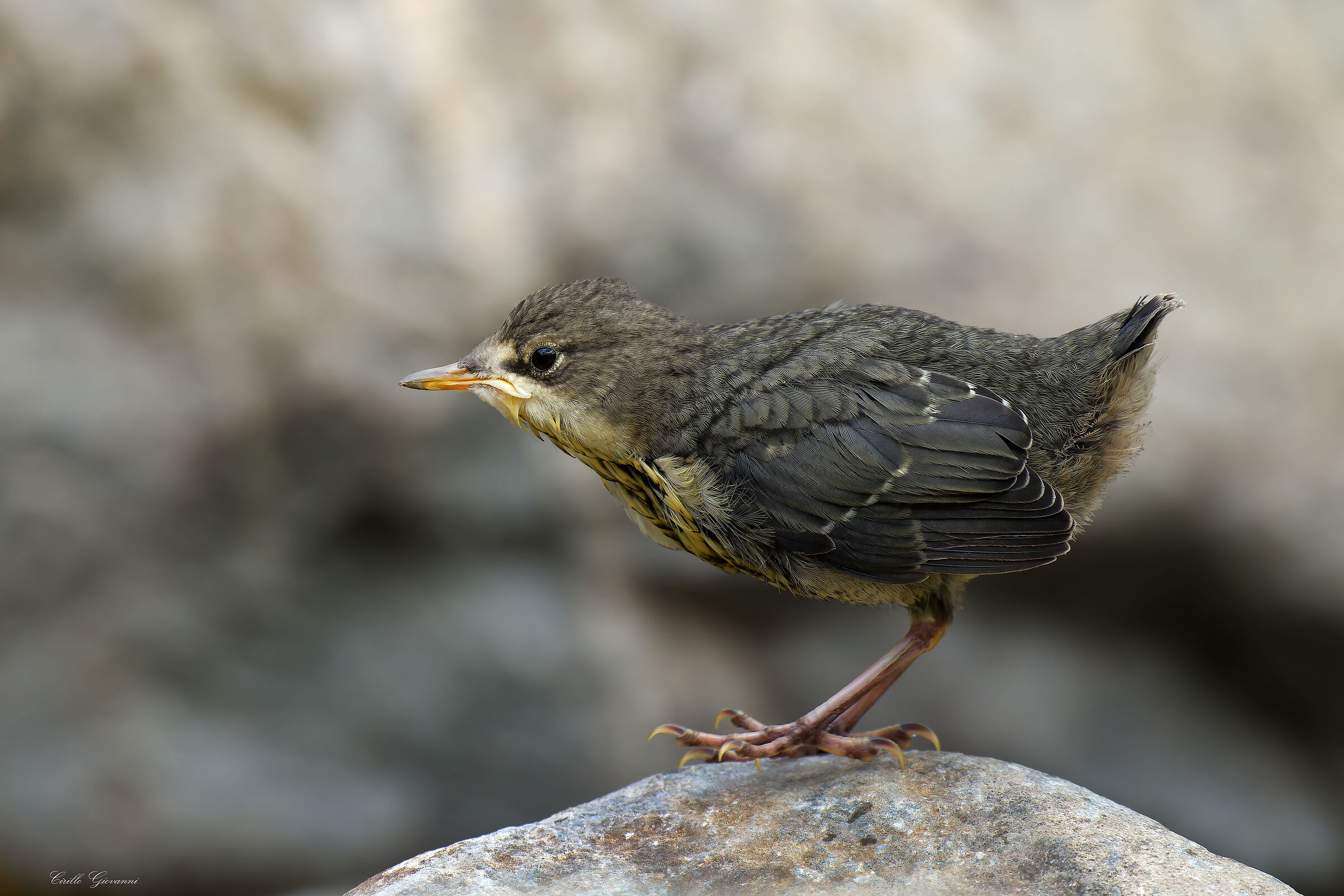WHITE-THROATED DIPPER