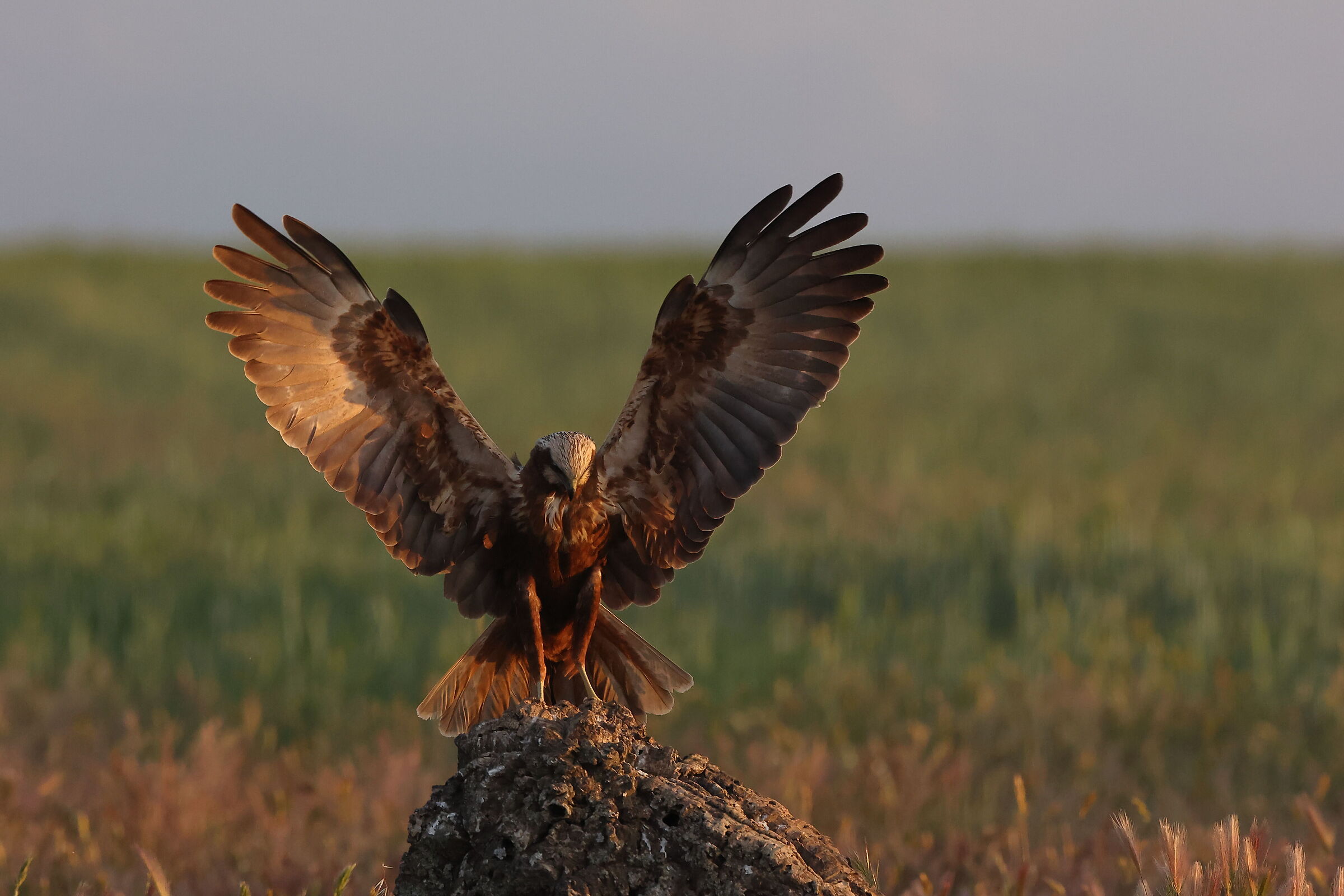 Fermati ed ali in alto