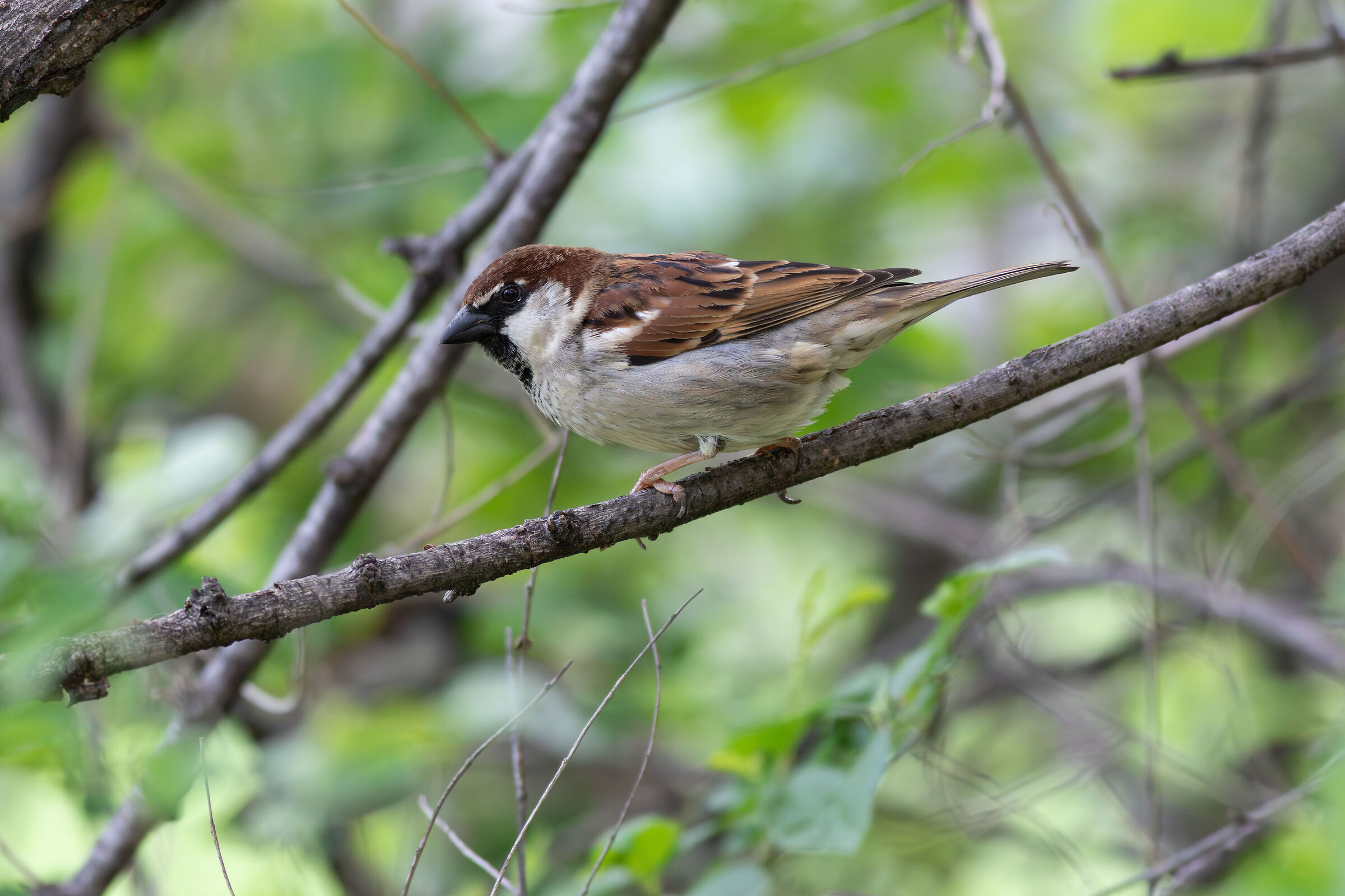 Passero intelligente