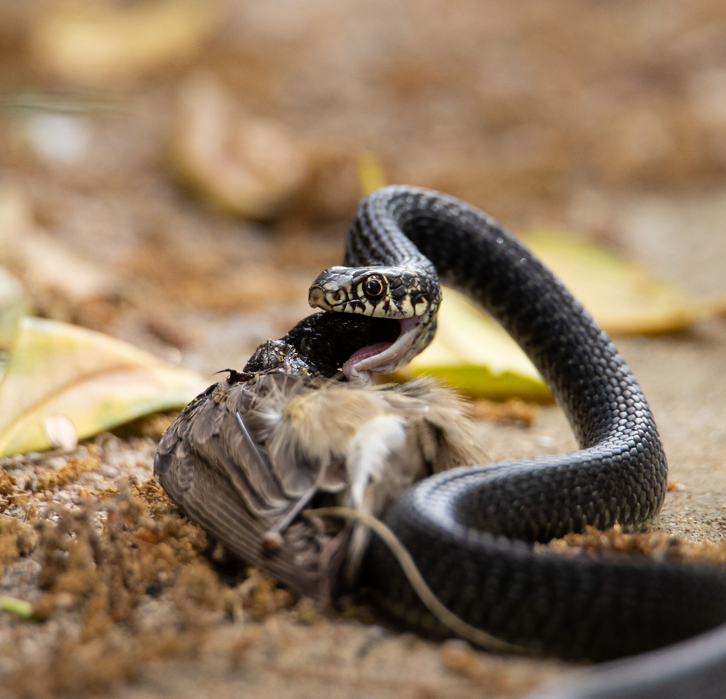 Snake