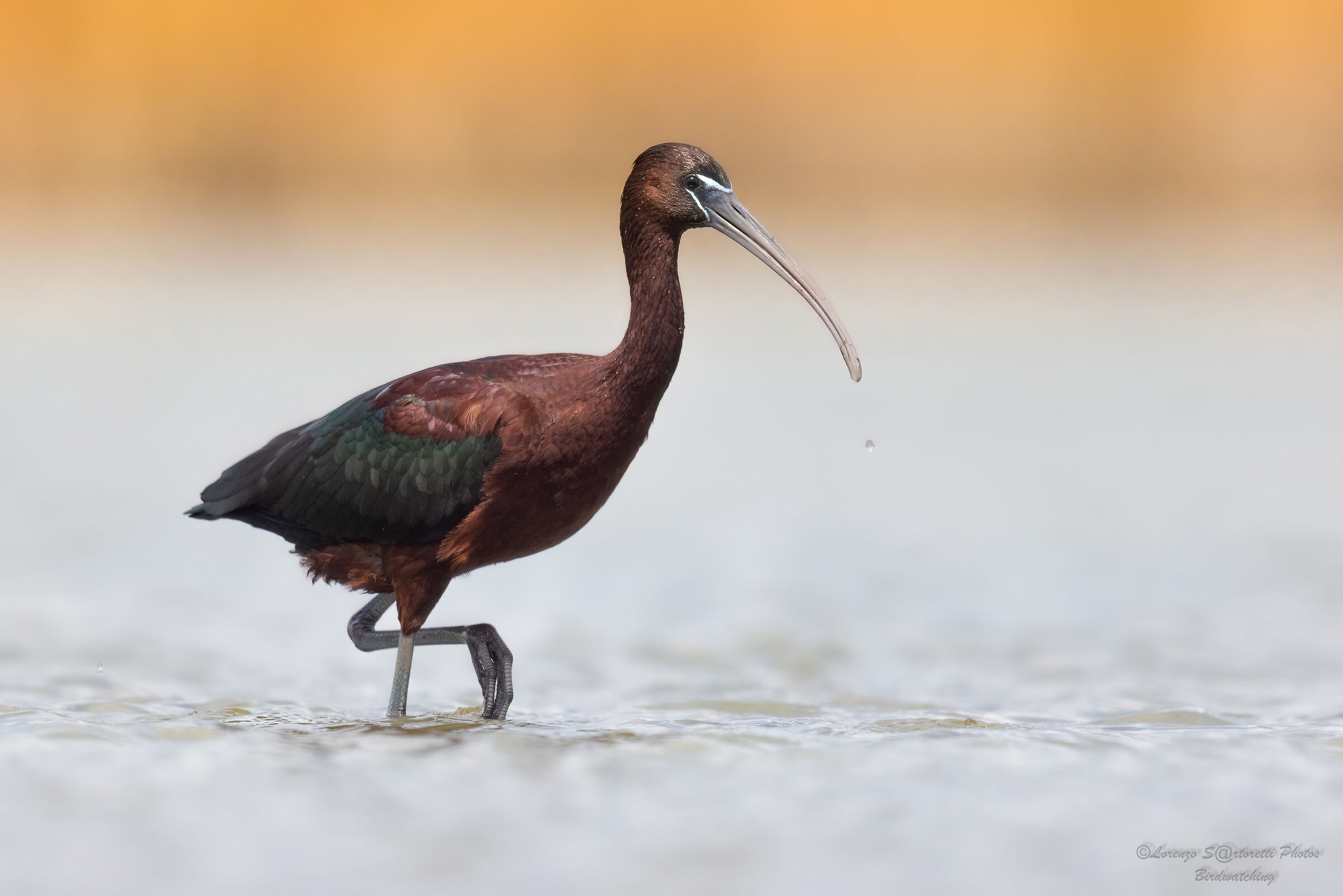Glossy ibis