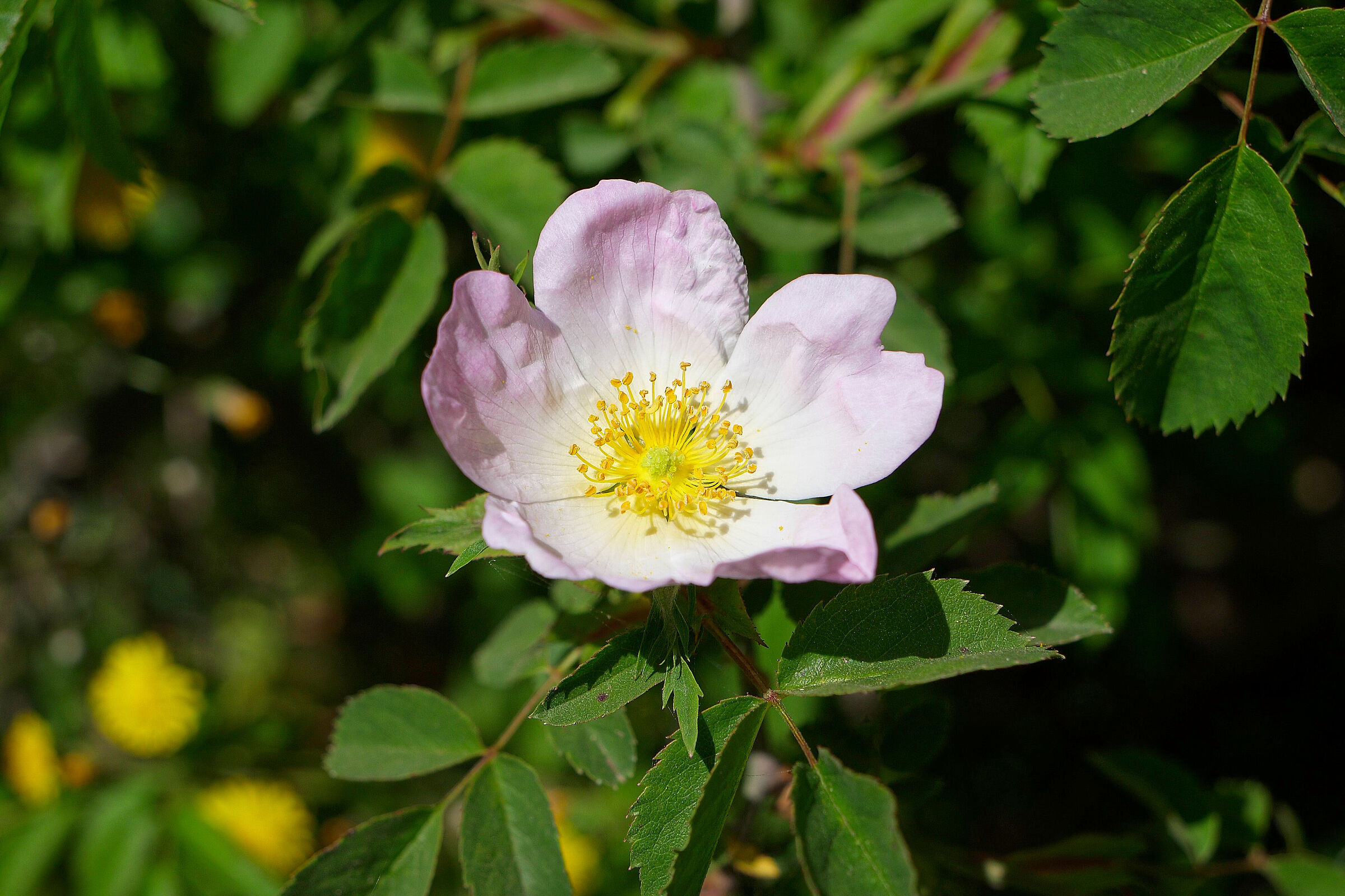 Rosa canina