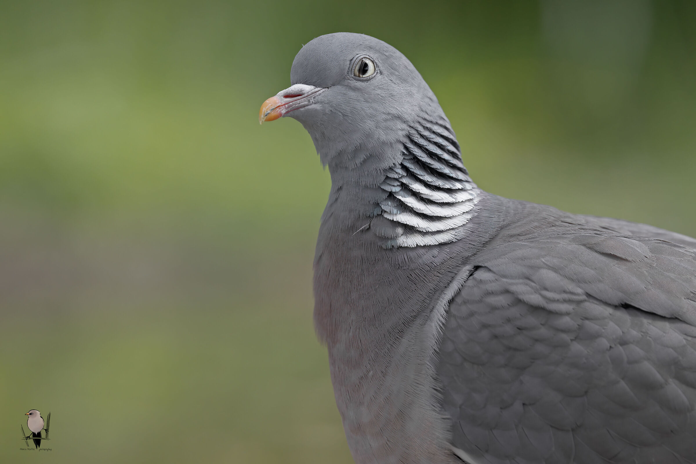 Wood pigeon