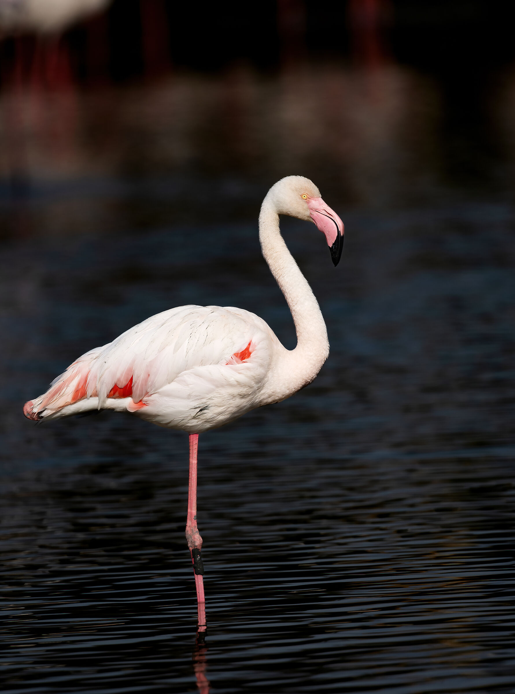 Pink flamingo