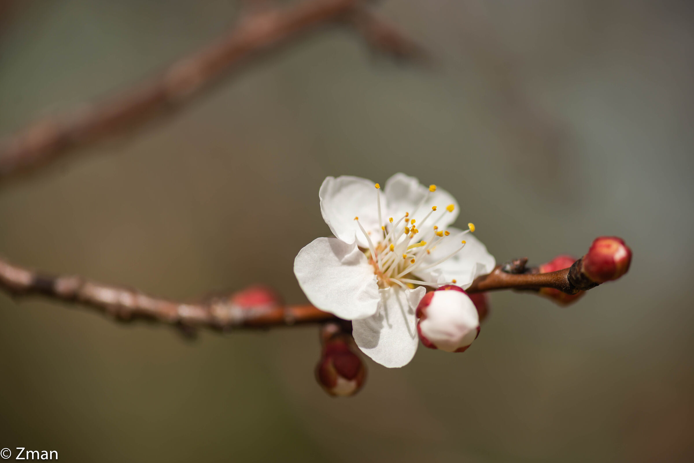 Apricot Blooms