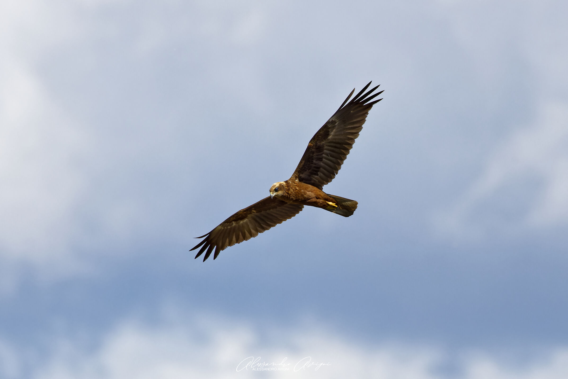 Falco di Palude