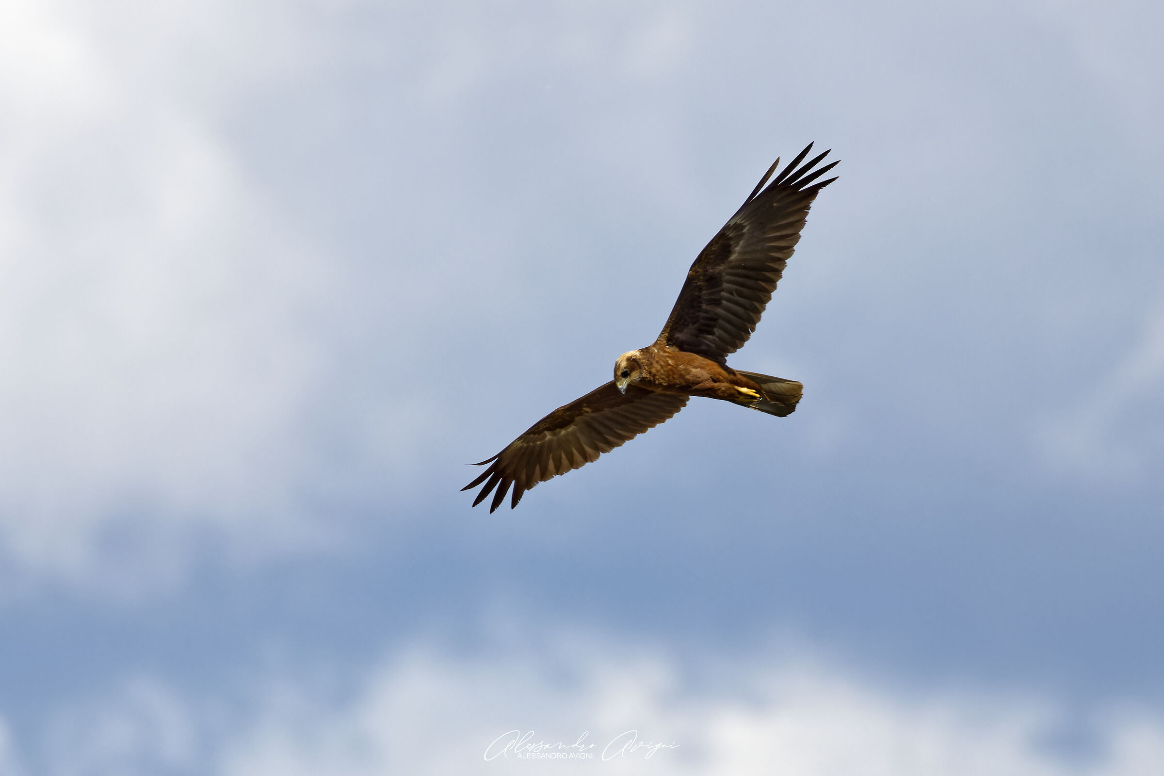 Falco di Palude