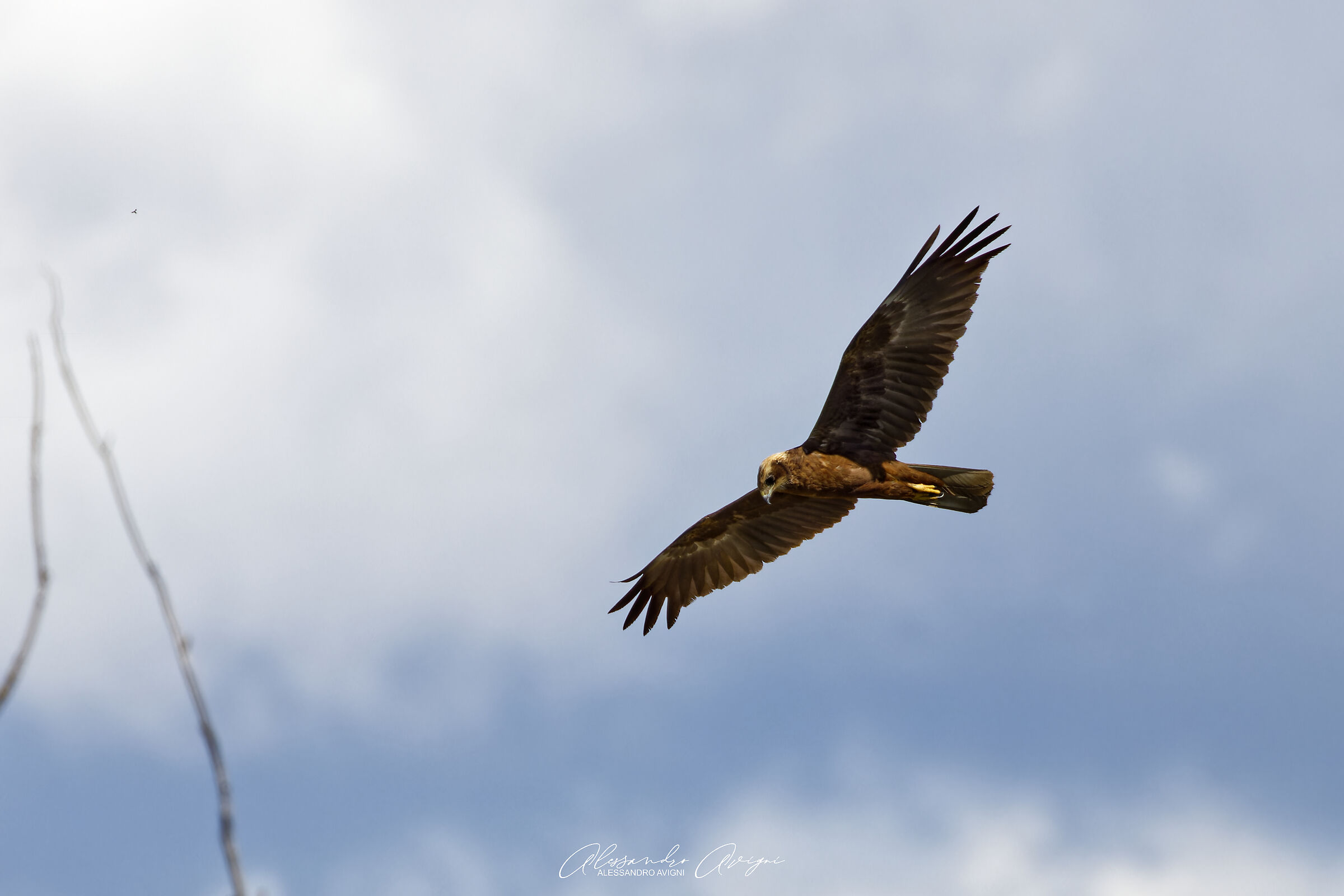 Falco di Palude