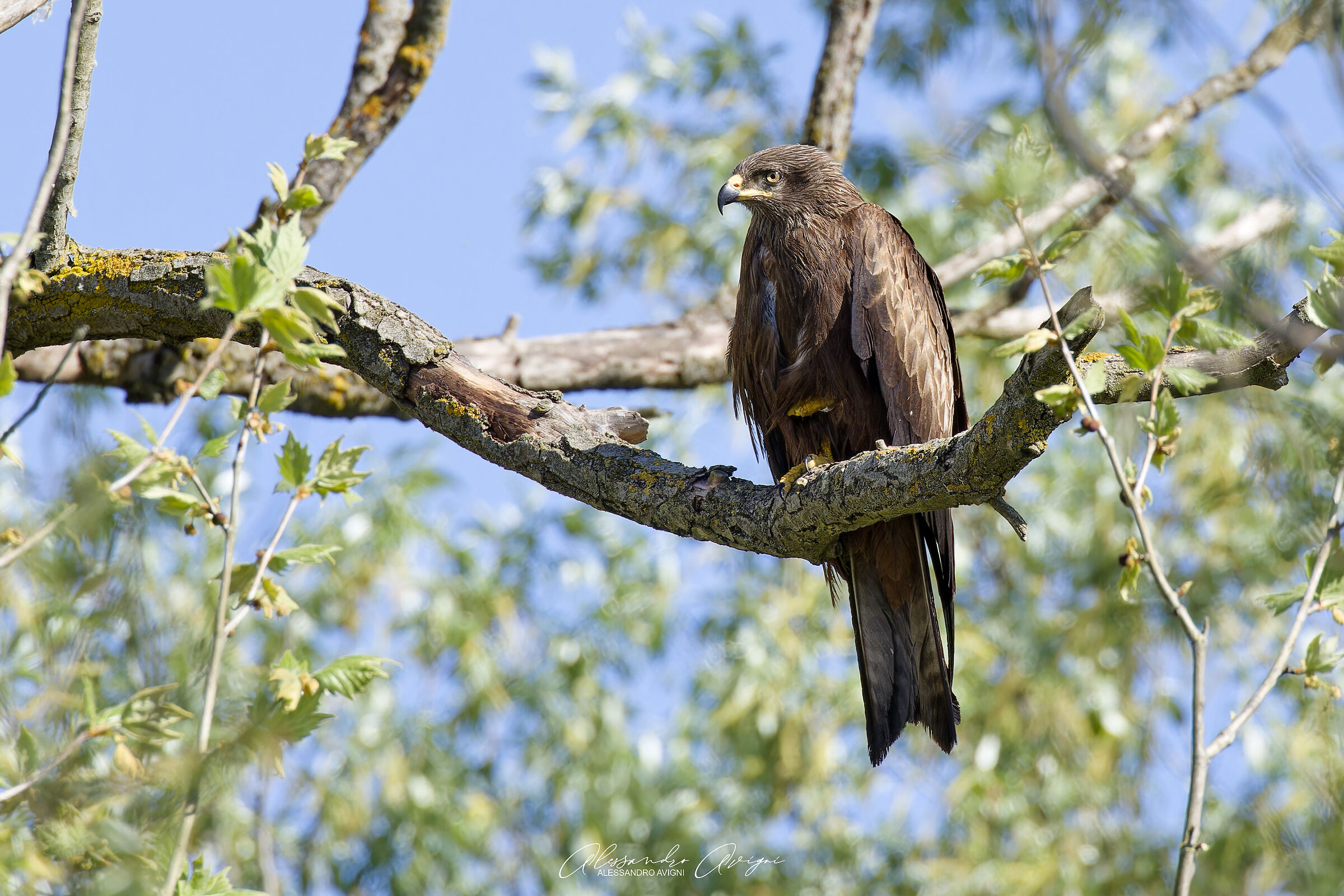Nibbio Bruno