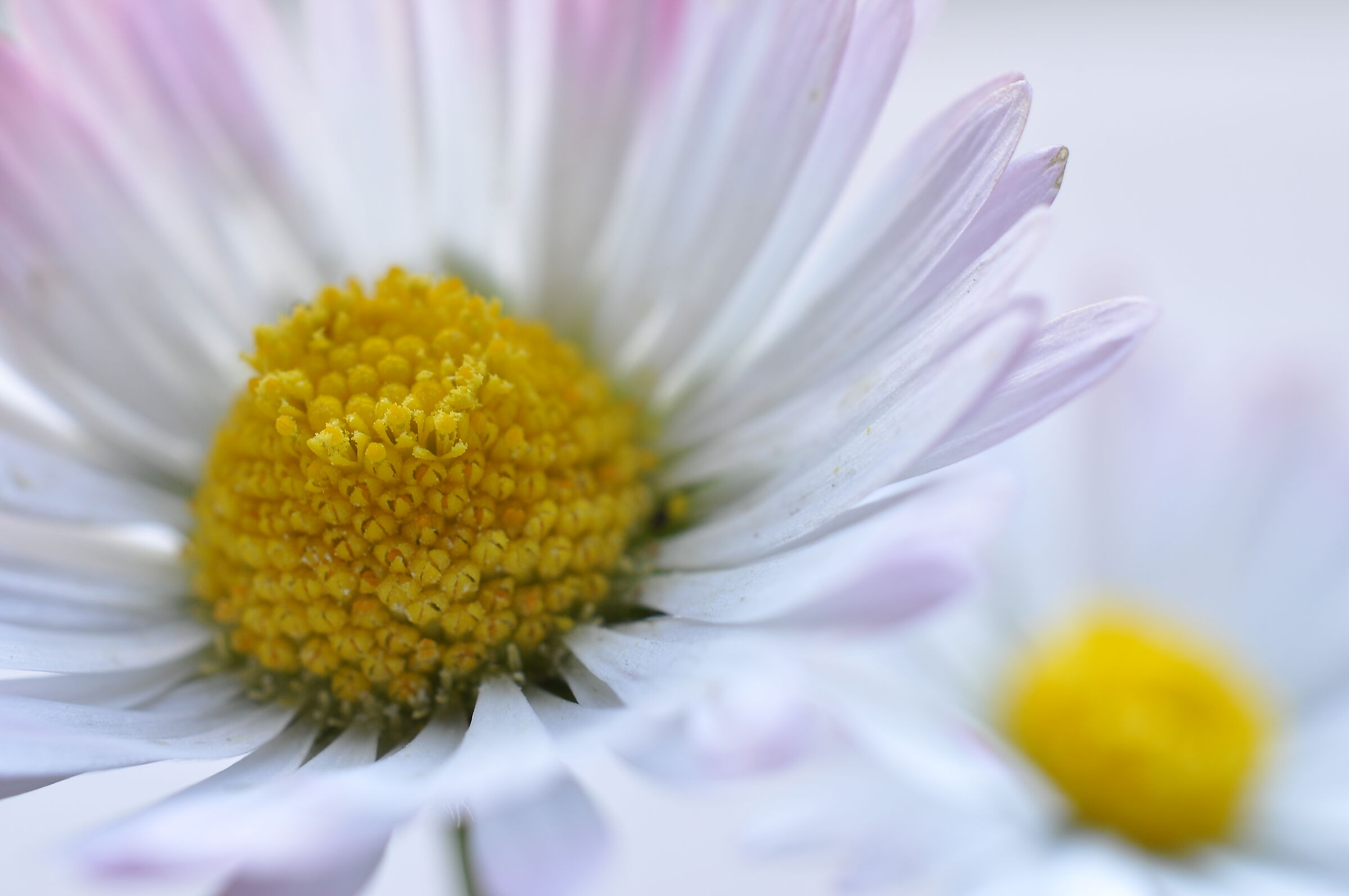 Inflorescence