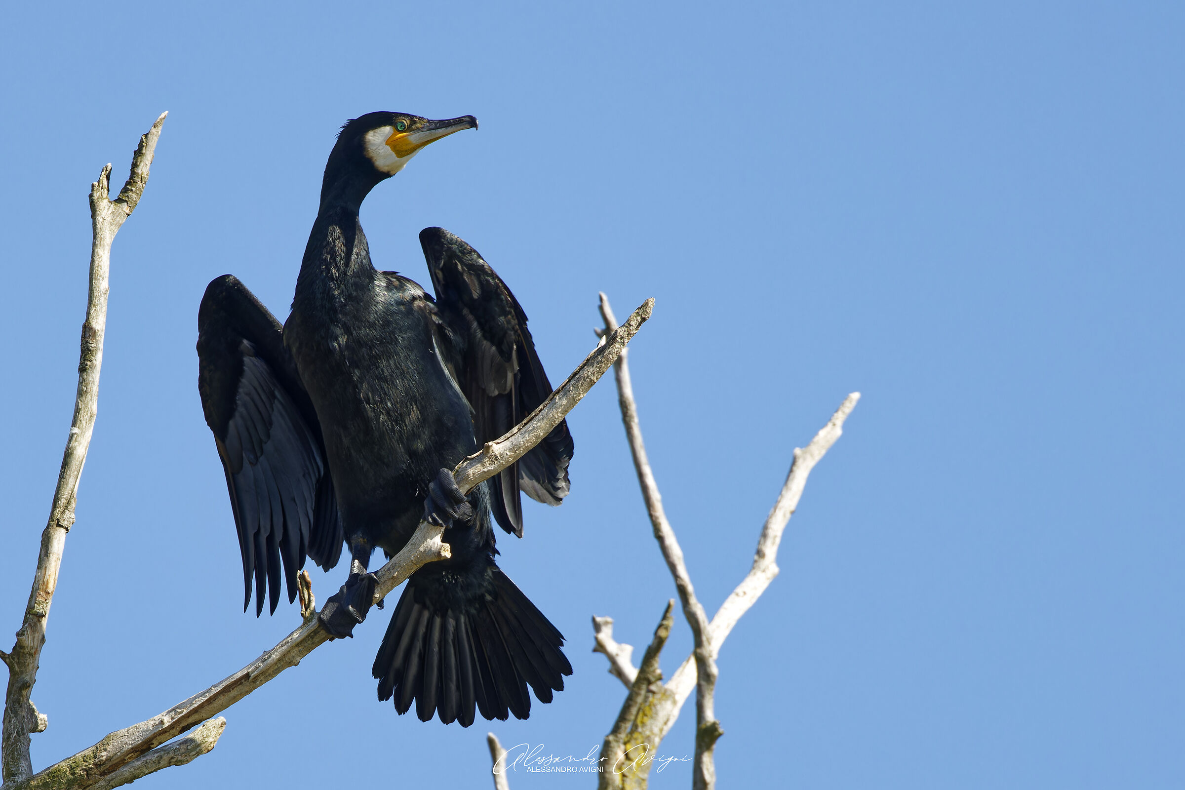 Cormorano