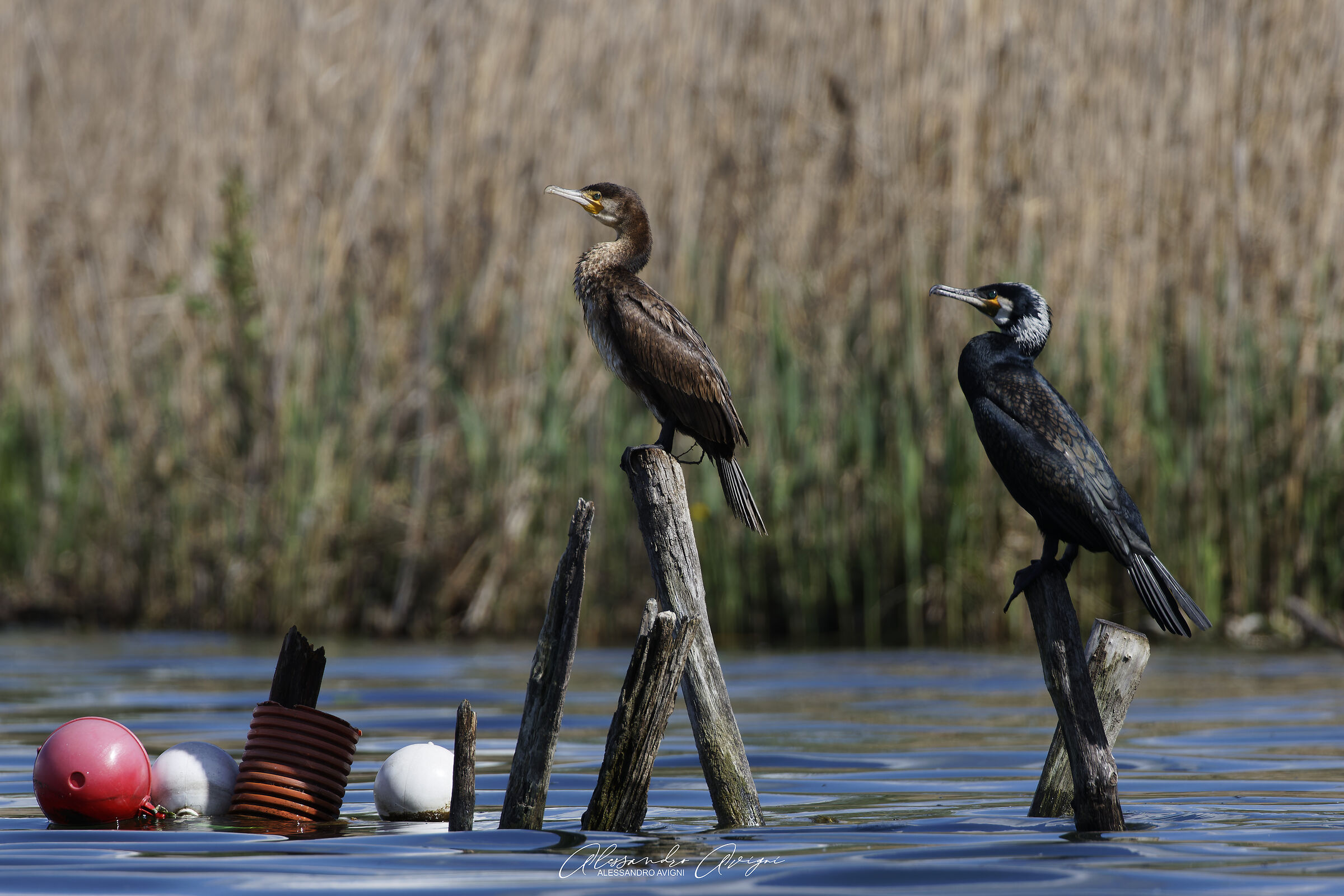 Cormorano