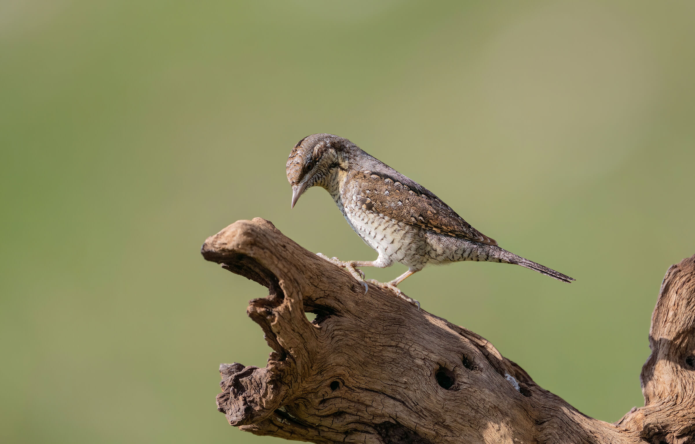 Wryneck