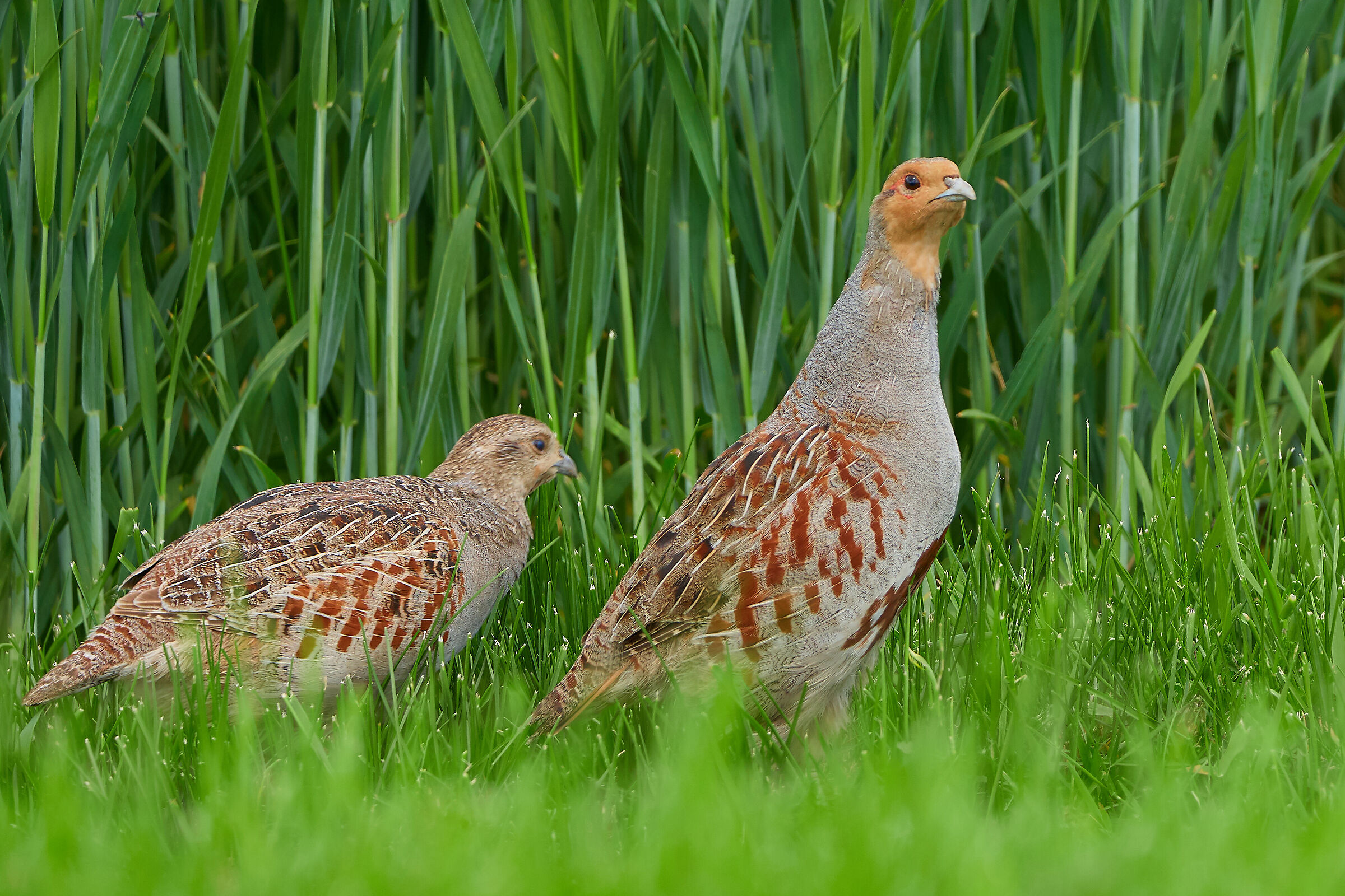 Gray partridge  ( Perdix Perdix )