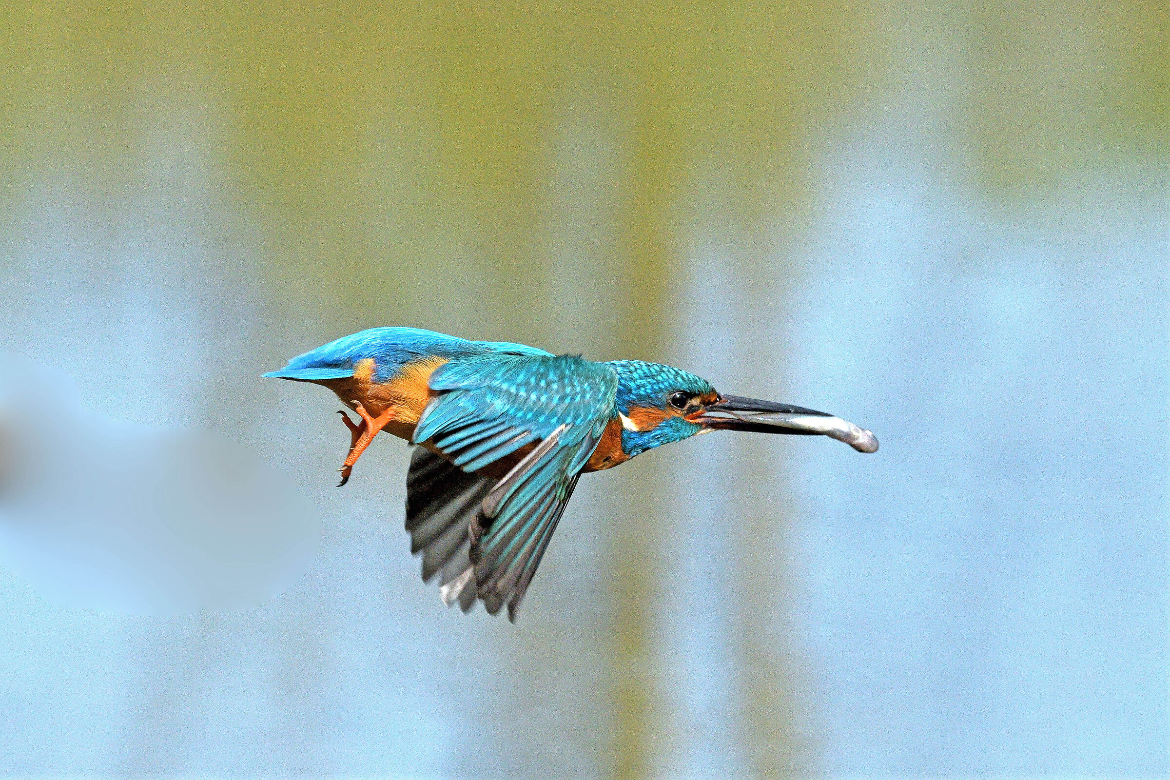 kingfisher