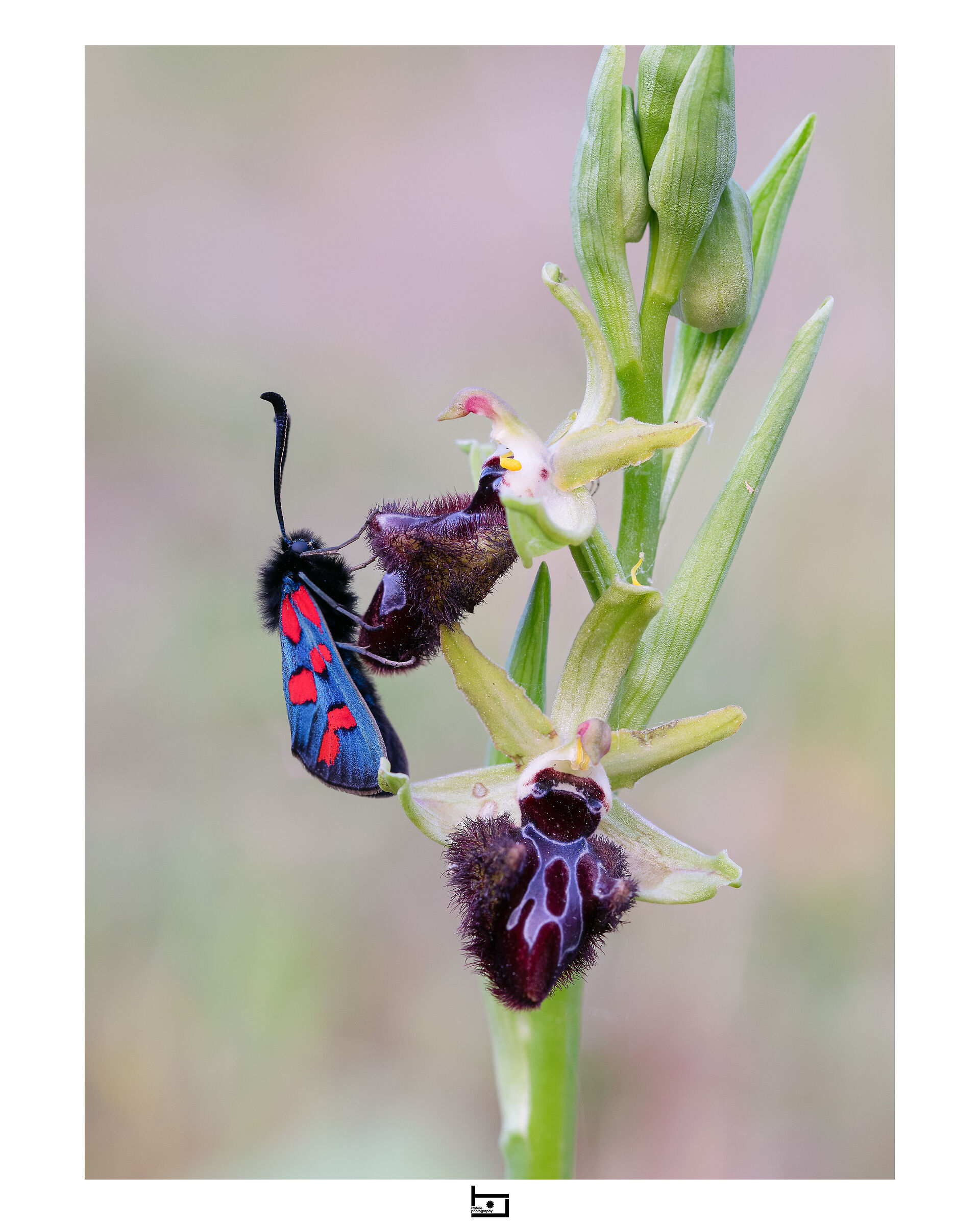 Zygaena oxytropis
