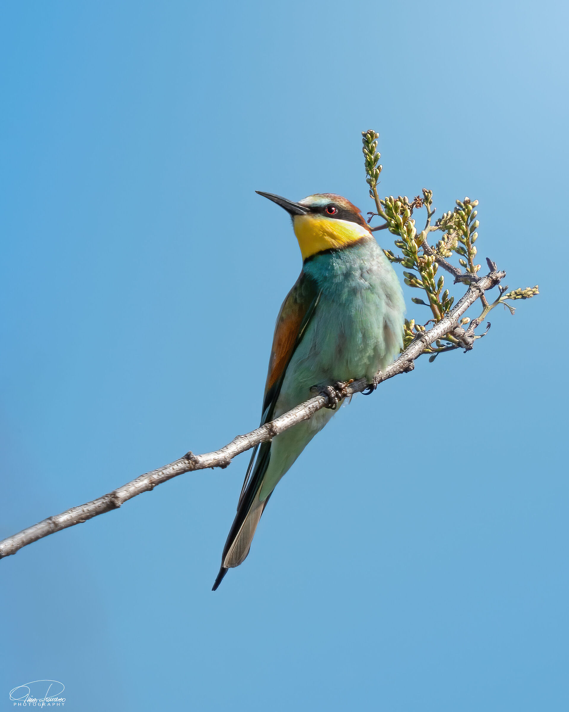BEE-EATER