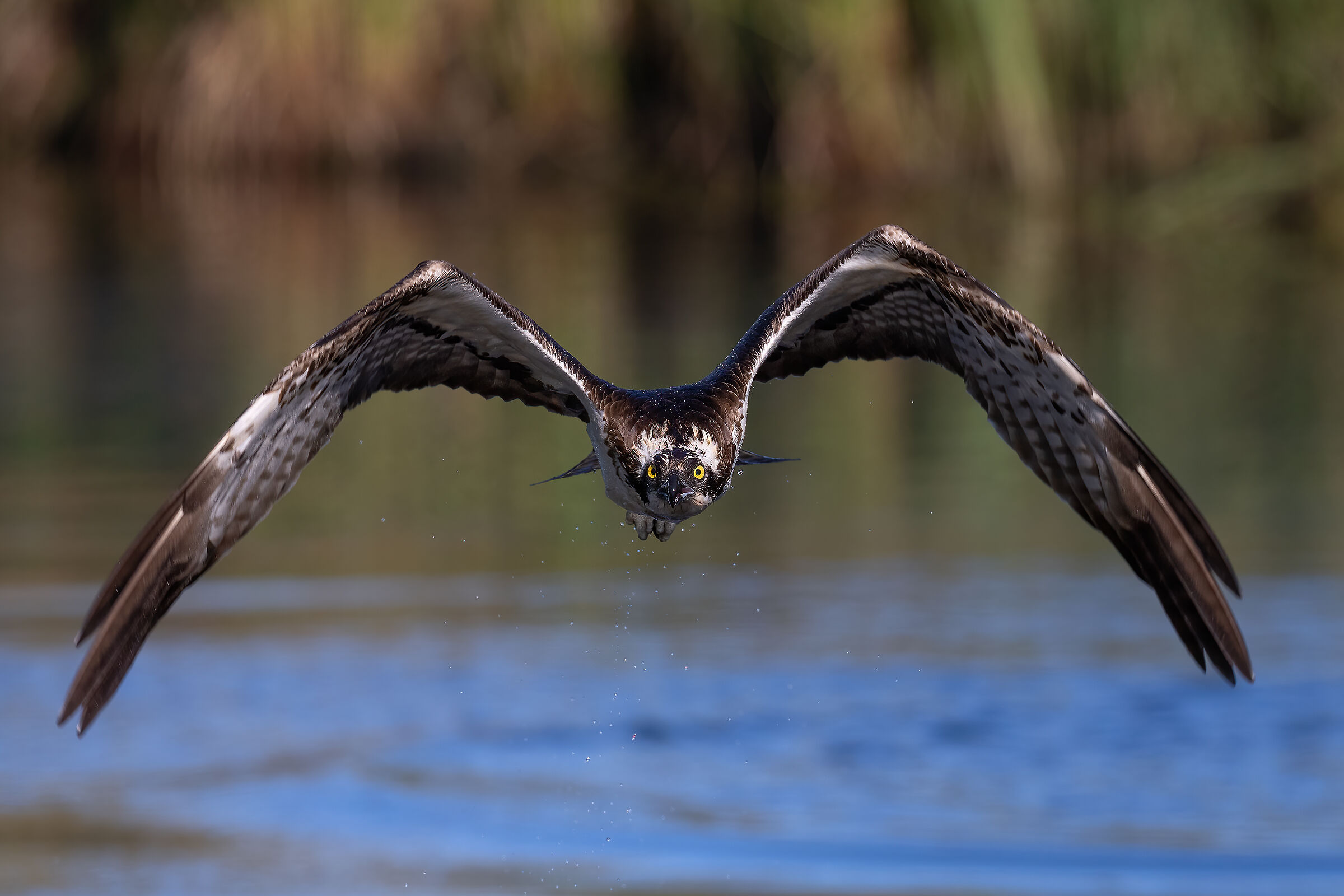Volo frontale del falco pescatore