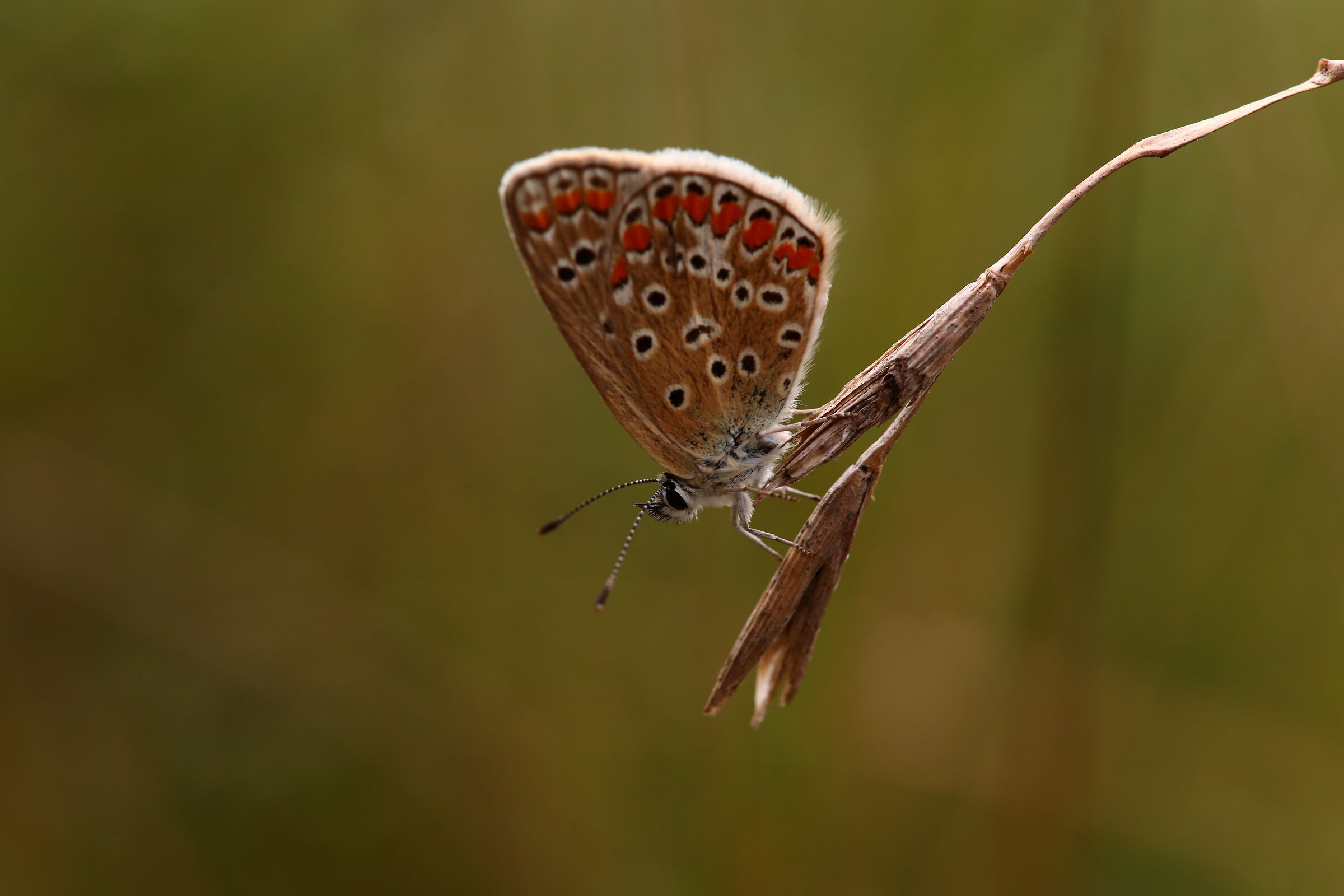 Polyommatus icarus