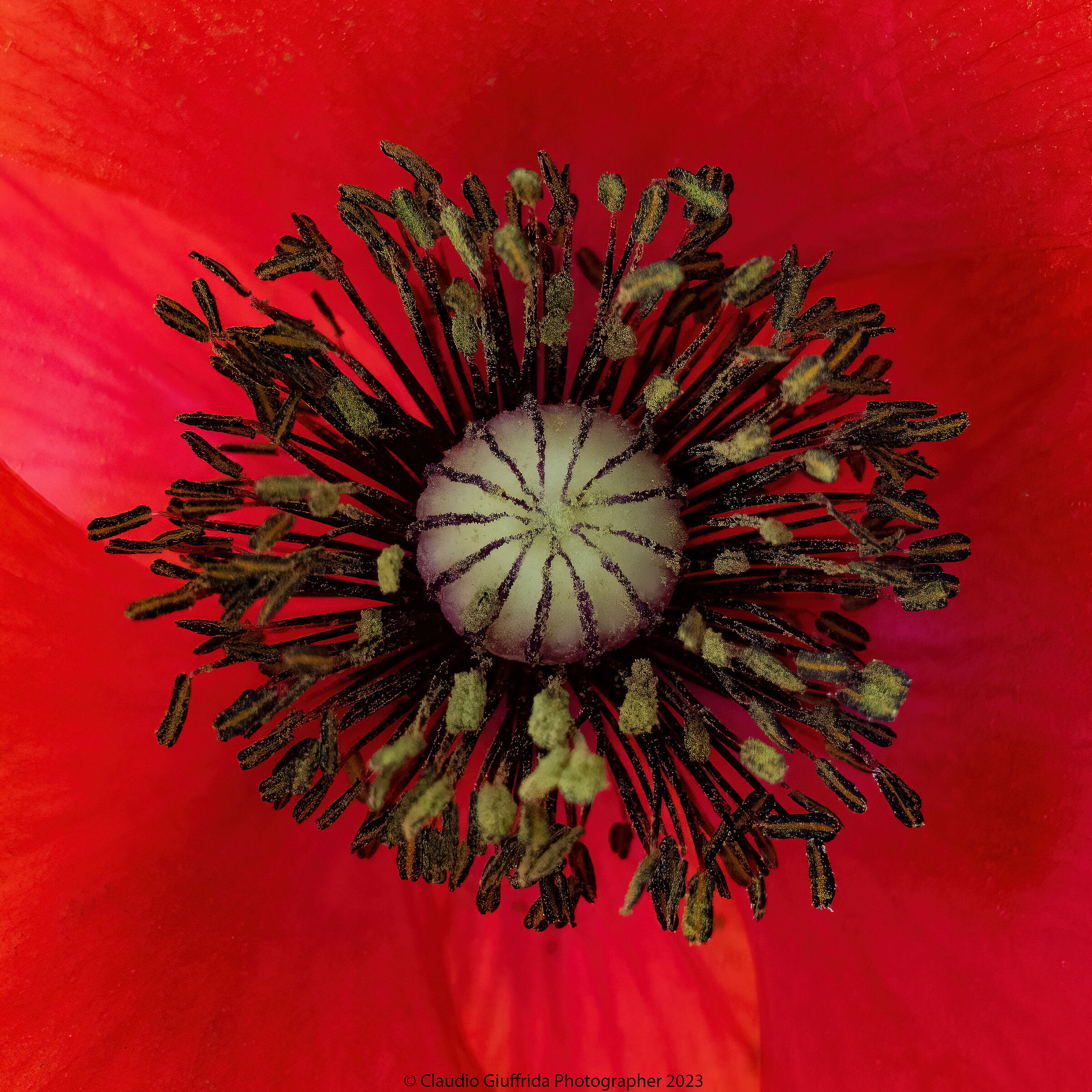 Poppy, Red Passion.