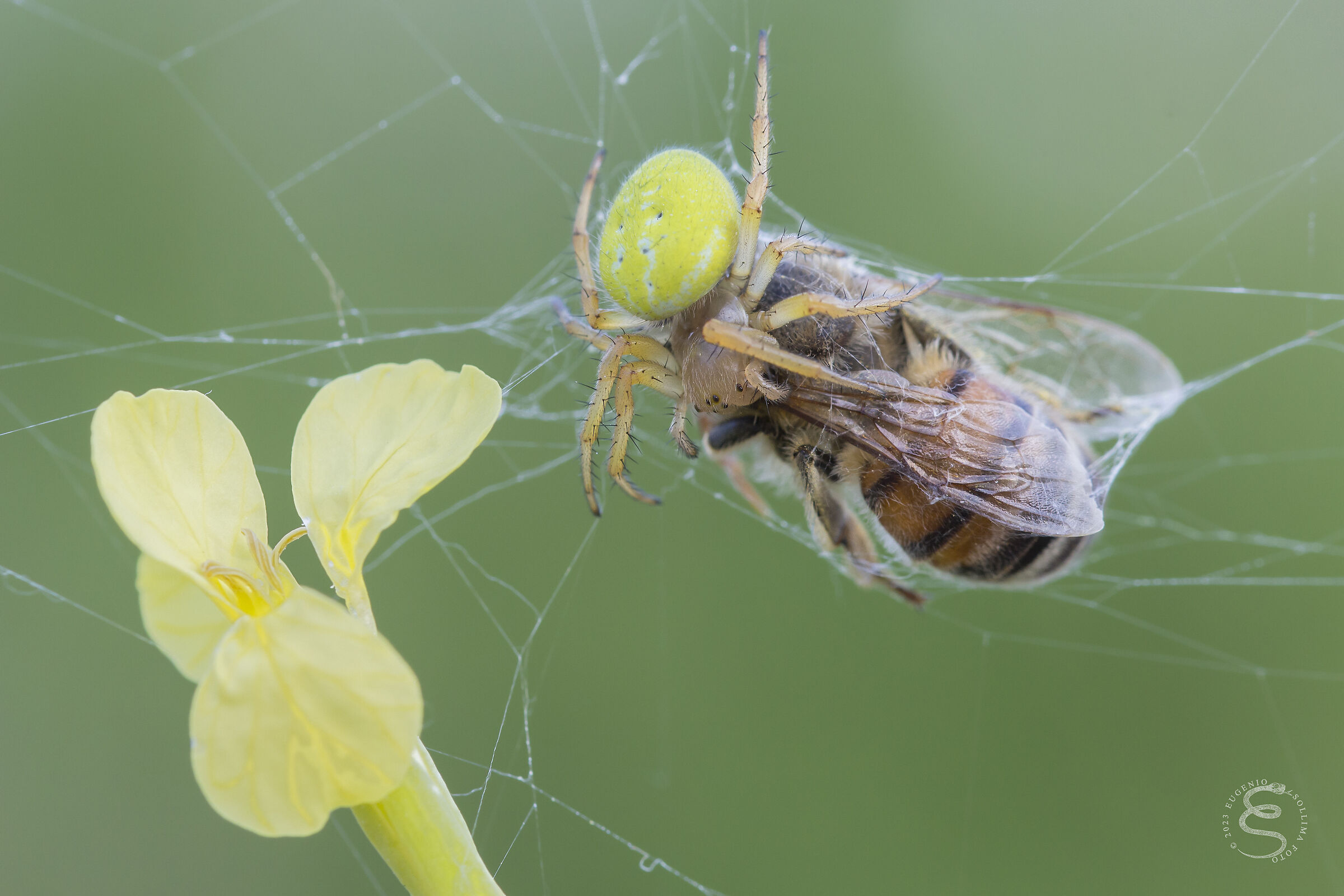Araniella cucurbitina