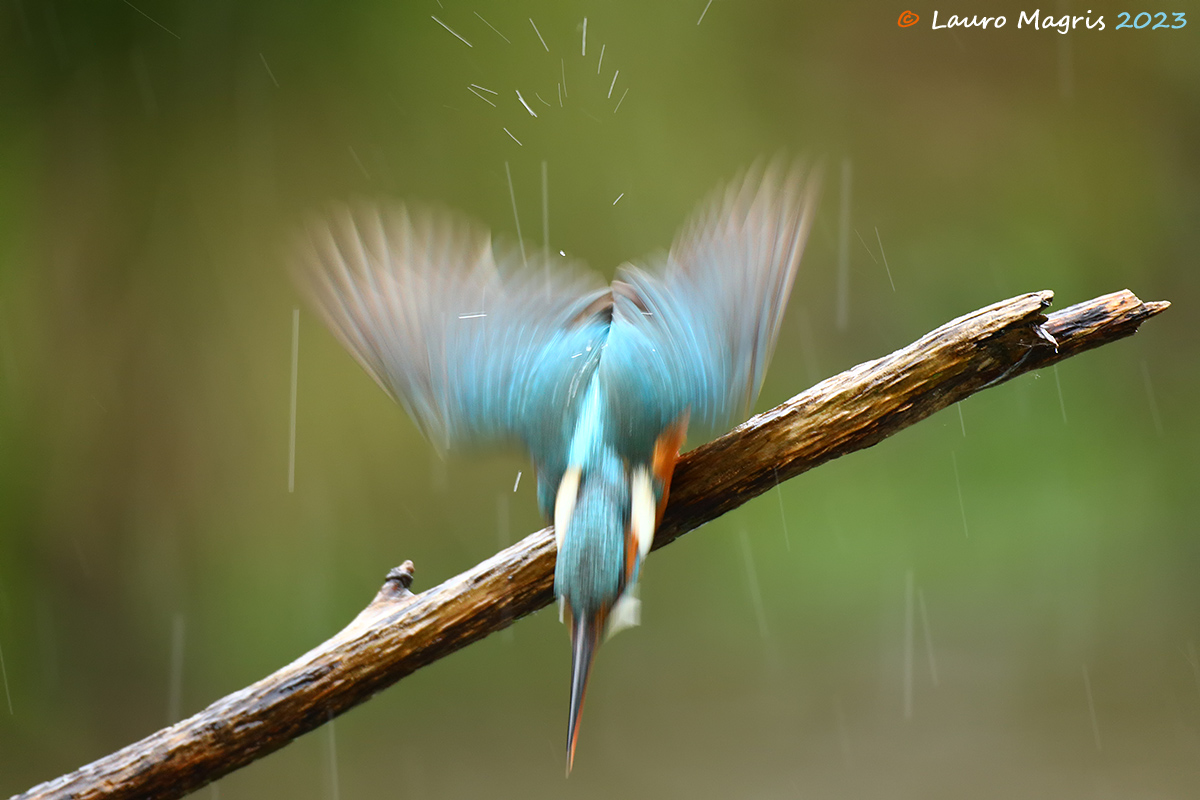 Aermacchi MB 326 in picchiata