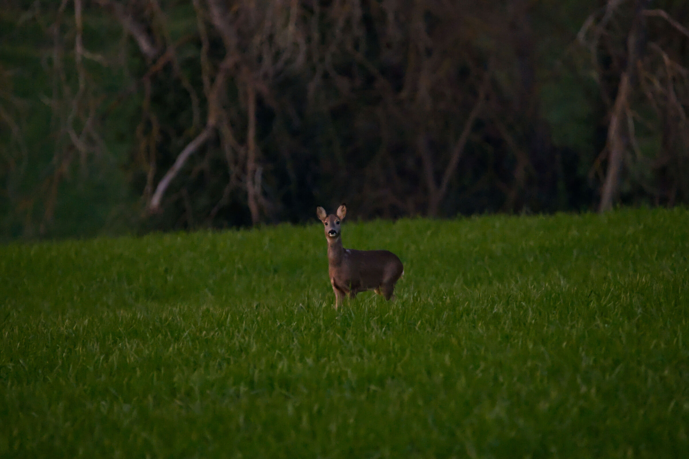 Capriolo dopo il tramonto