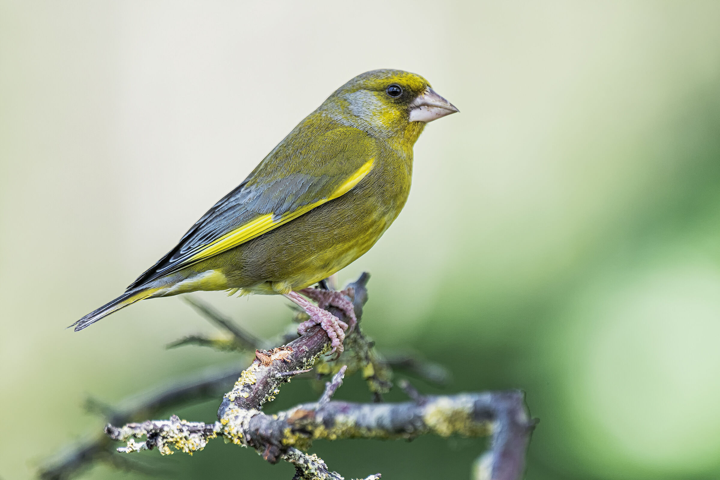 Greenfinch