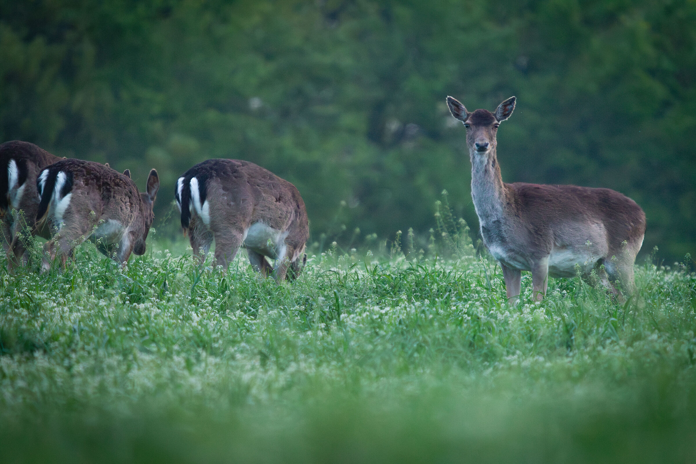 Finally the Fallow Deer