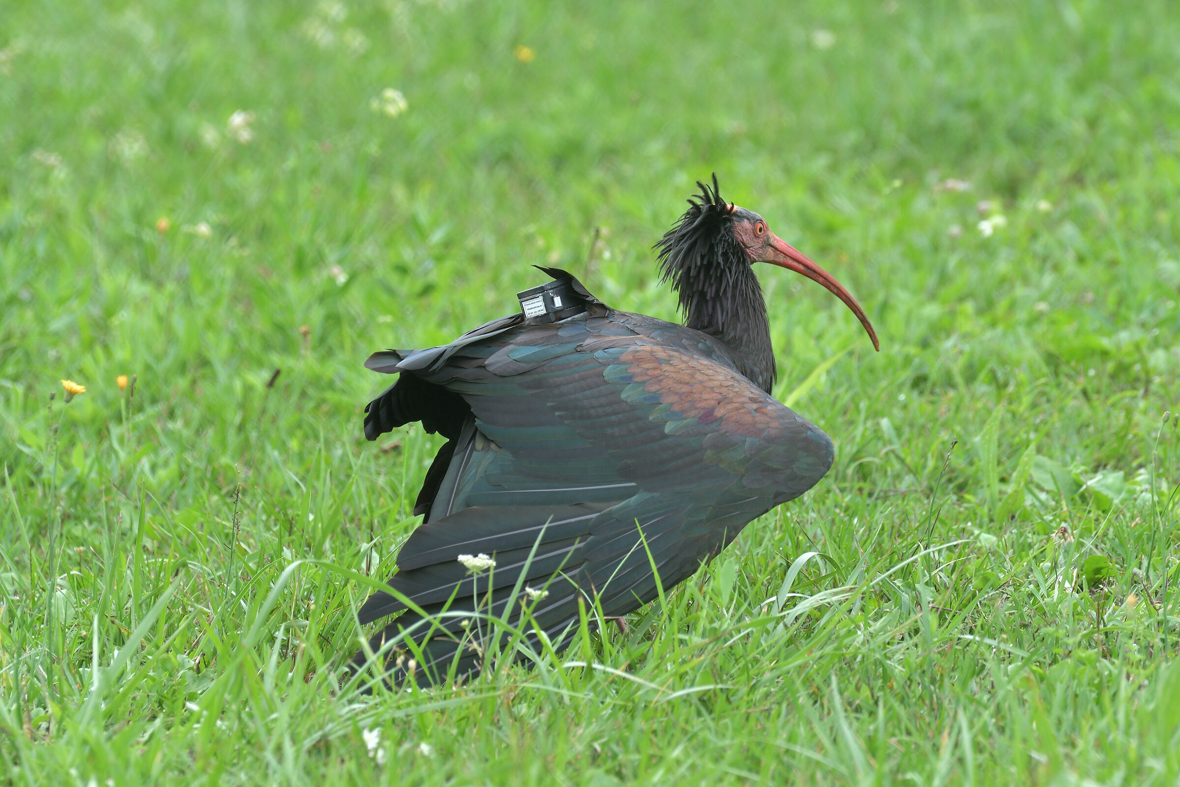 Northern Bald Ibis with GPS Active
