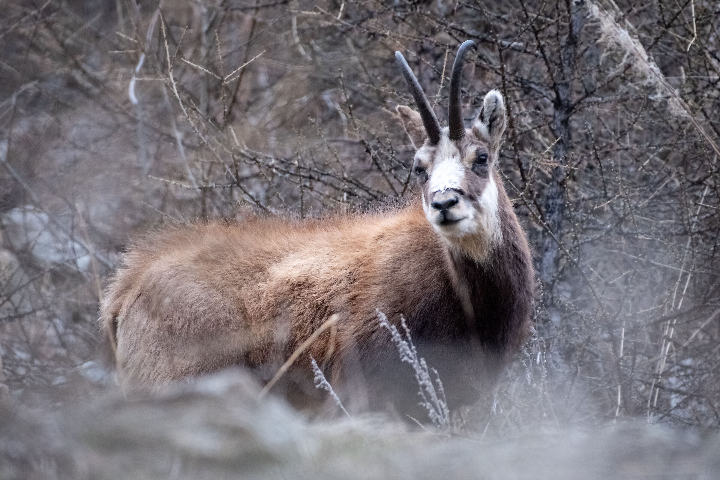A real chamois