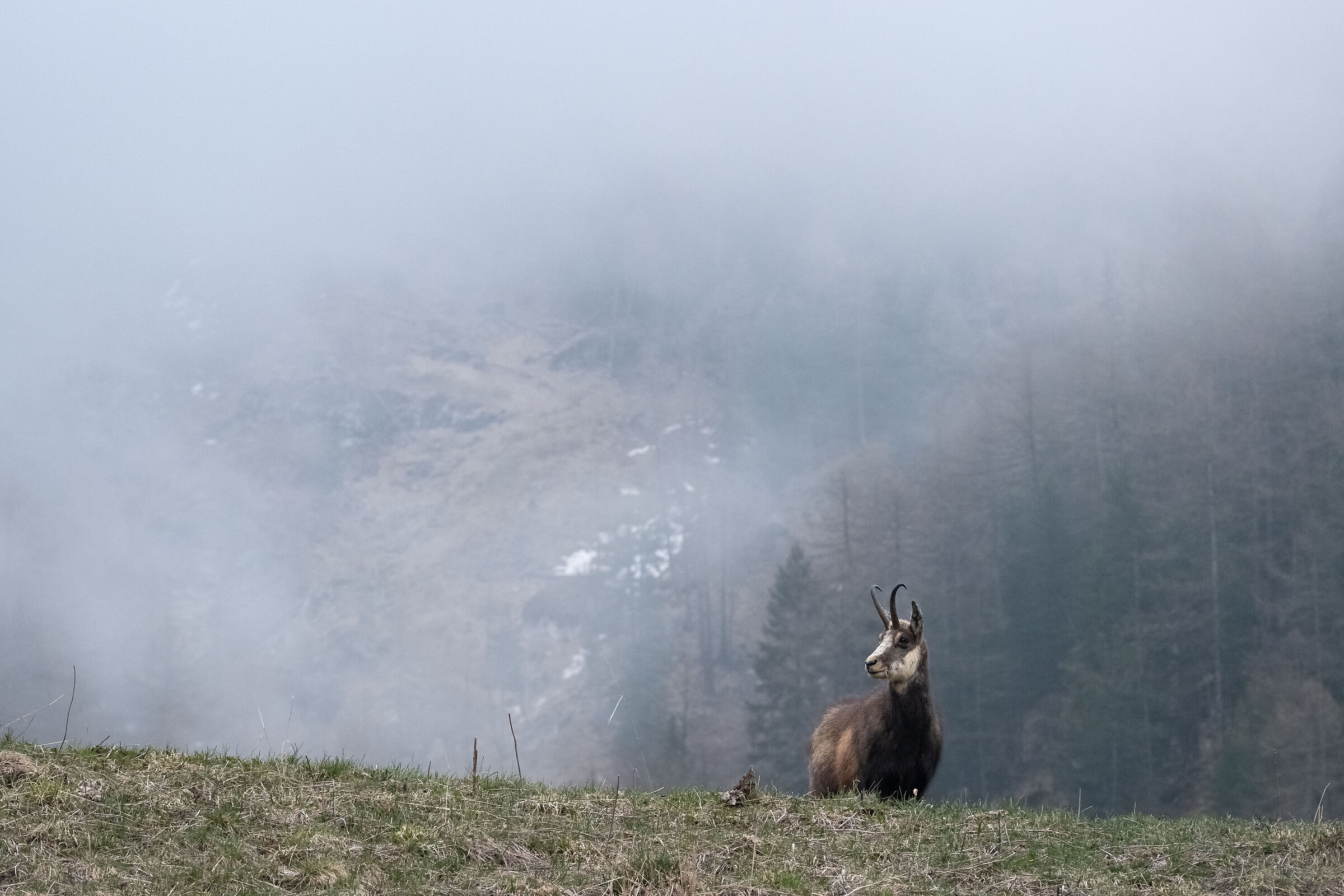 Lost in the fog