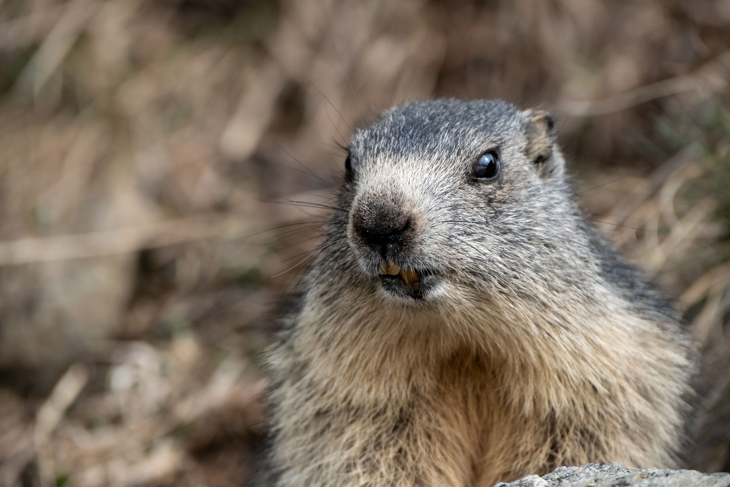 Wake up like a marmot