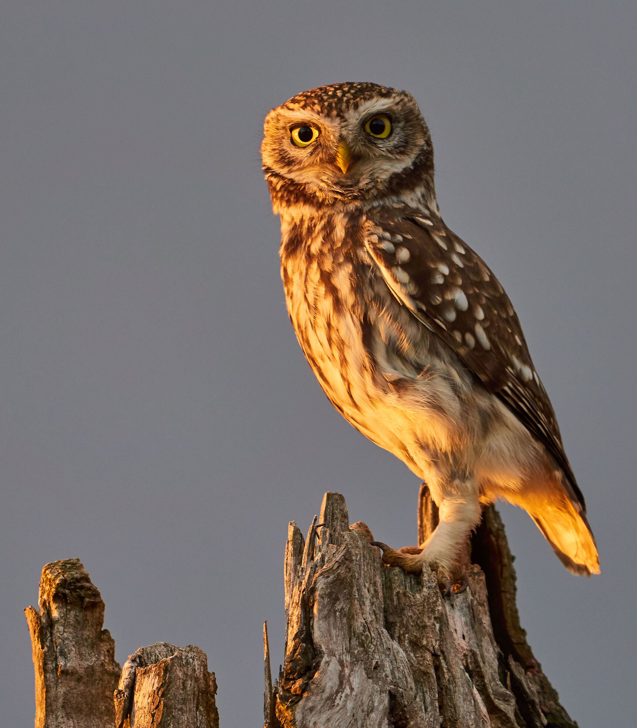 Little Owl  ( Athene noctua )