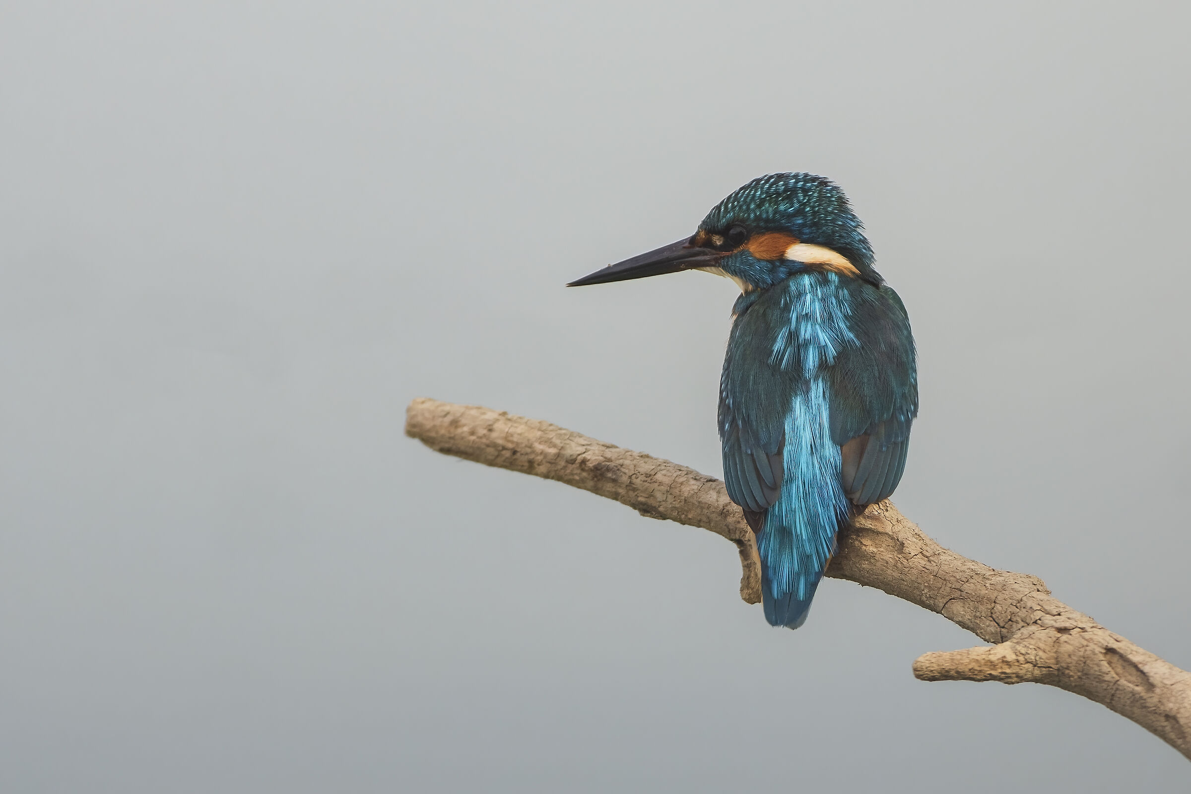 Kingfisher